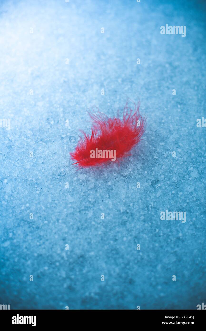 A single red feather on a snowy ground Stock Photo Alamy