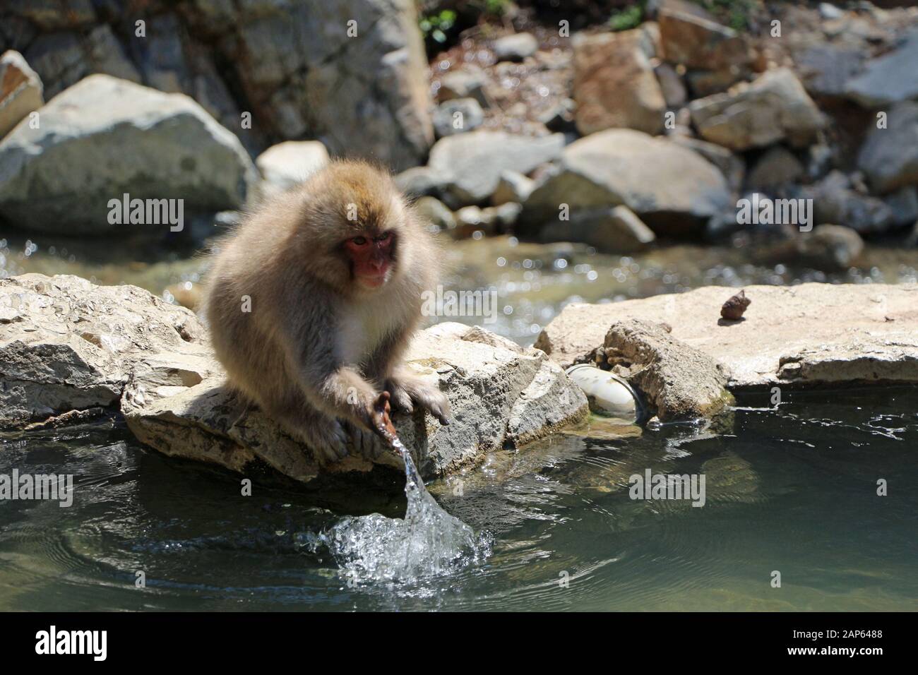 Snow monkey in the Jigokudani park in Japan Onzen Stock Photo