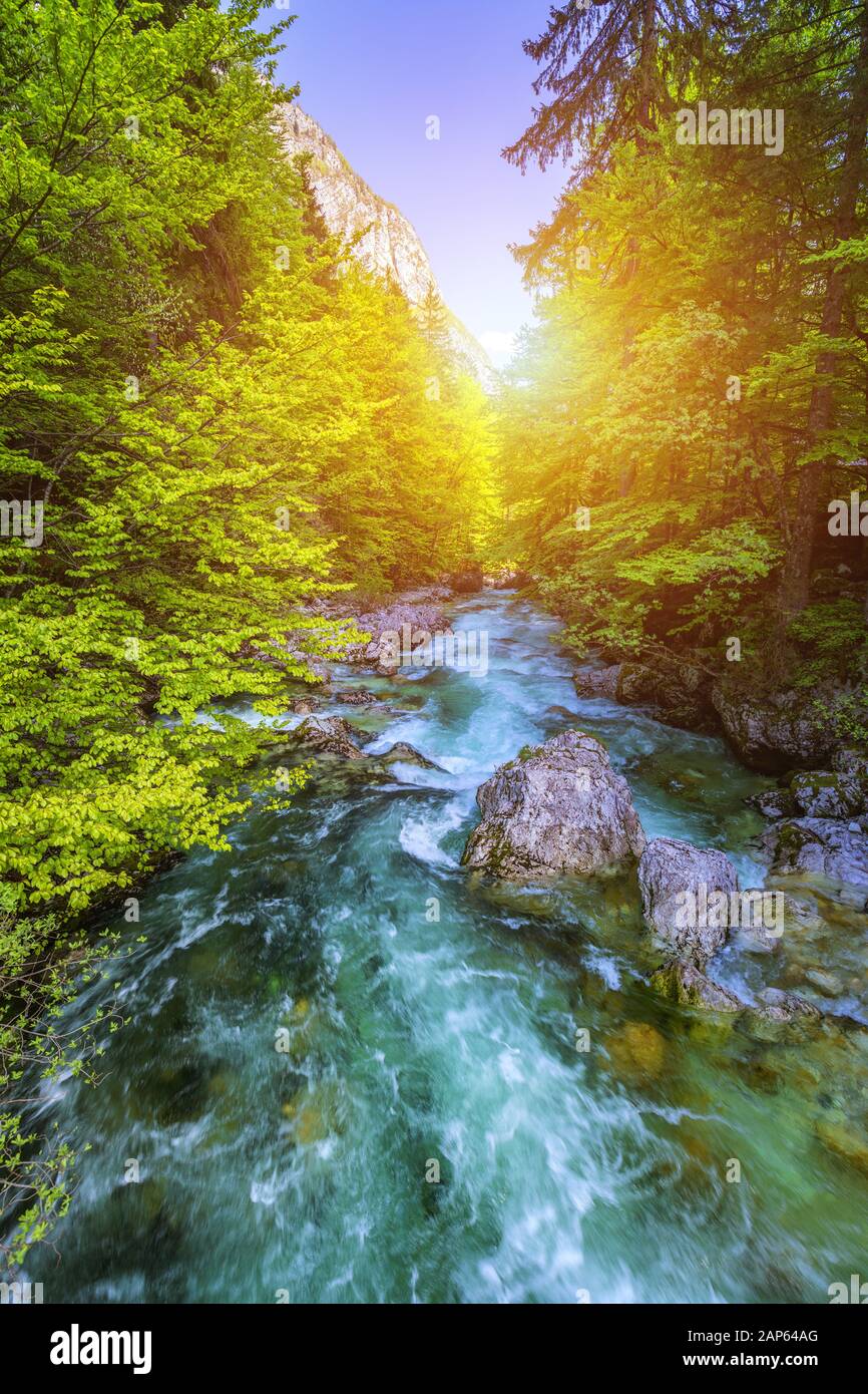 Beautiful colorful summer landscape with a stream and forest. The river in  summer forest and the sun shining through the foliage. Summer nature landsc  Stock Photo - Alamy, image size:866x1390
