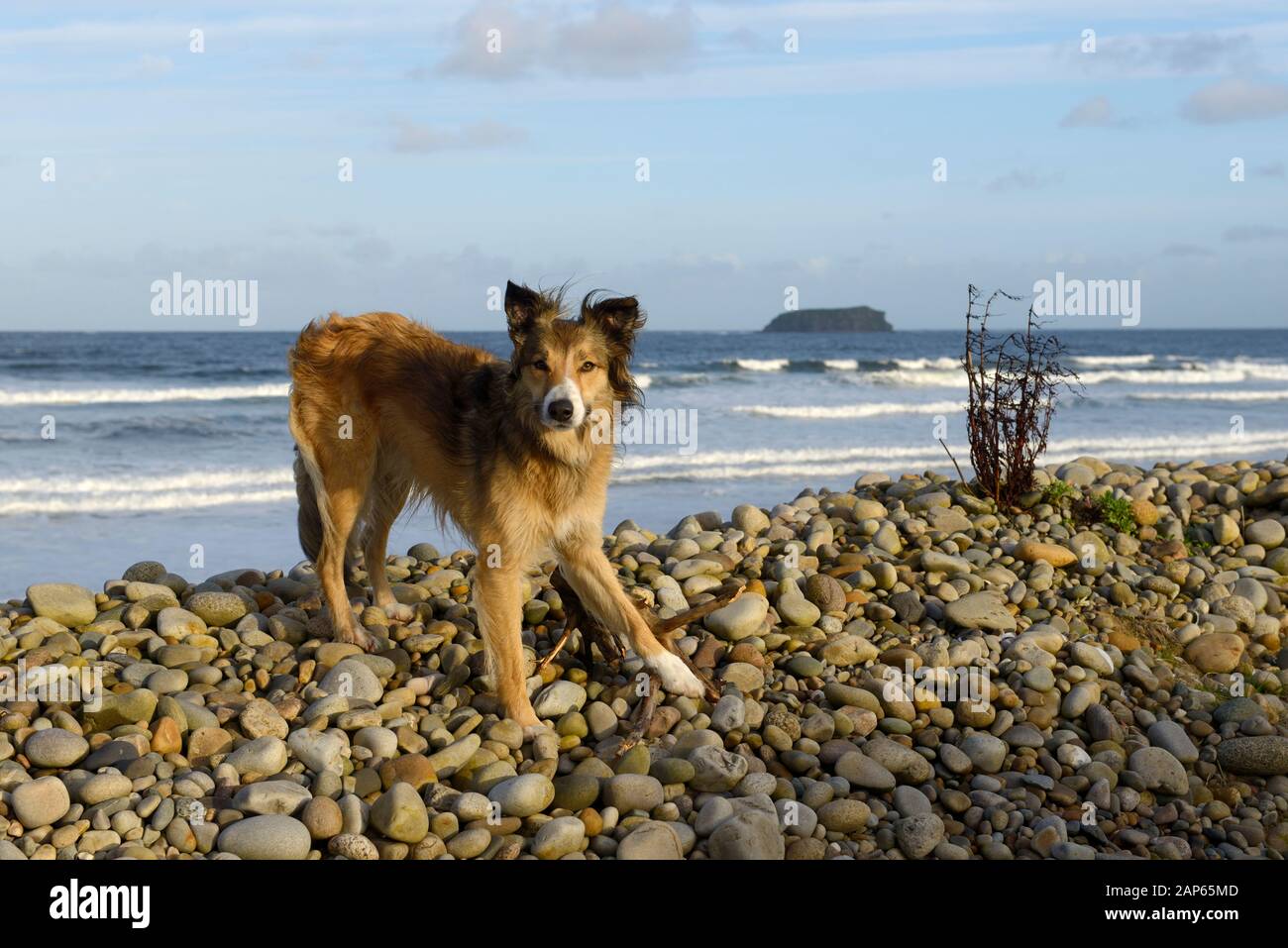 Border collie dog on storm pebble terrace on Pollan Bay, Donegal, Ireland. Sand beach strand and dunes near Ballyliffin village in Inishowen. Summer Stock Photo
