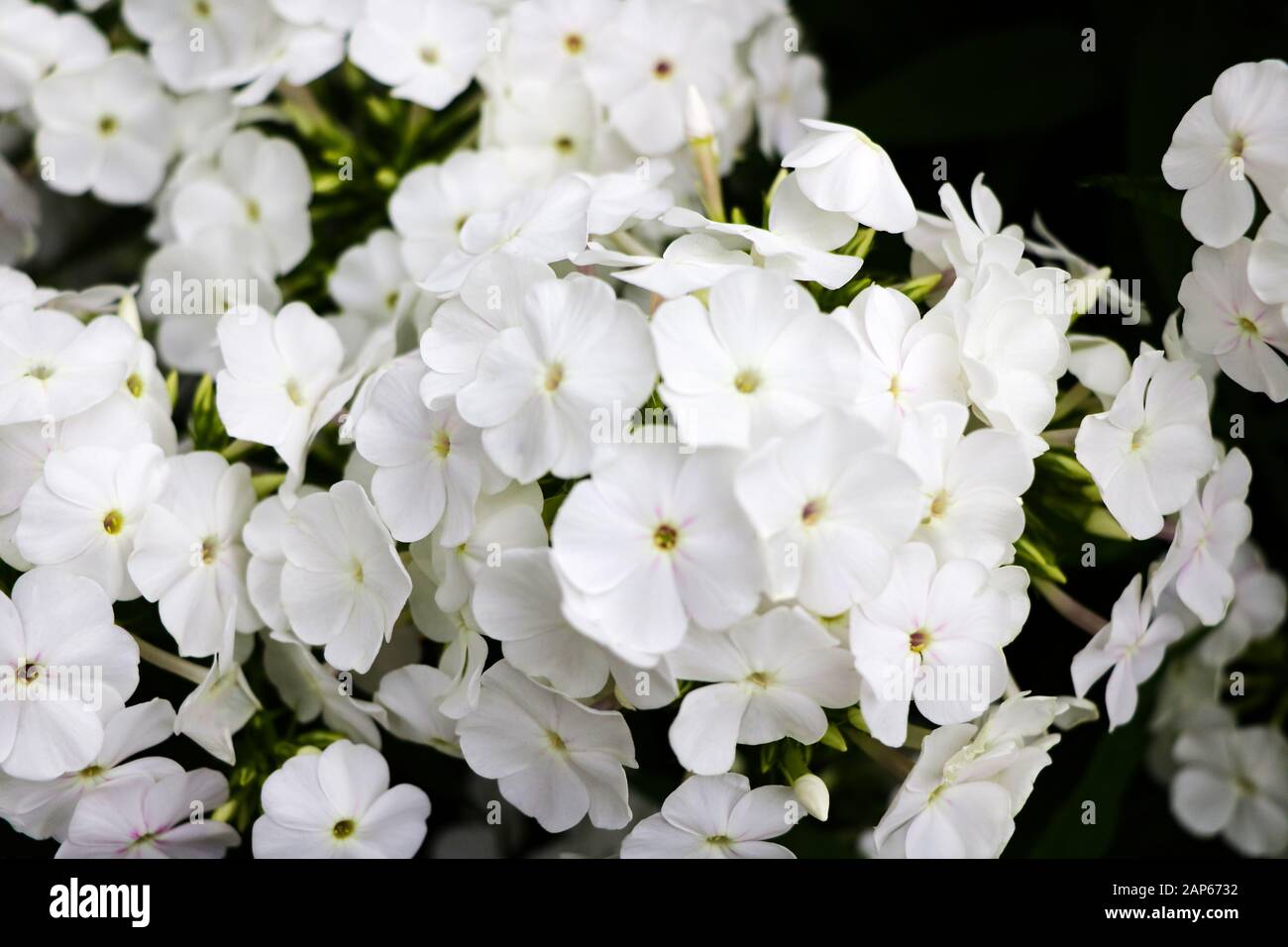 white phlox flowers on a black background Stock Photo