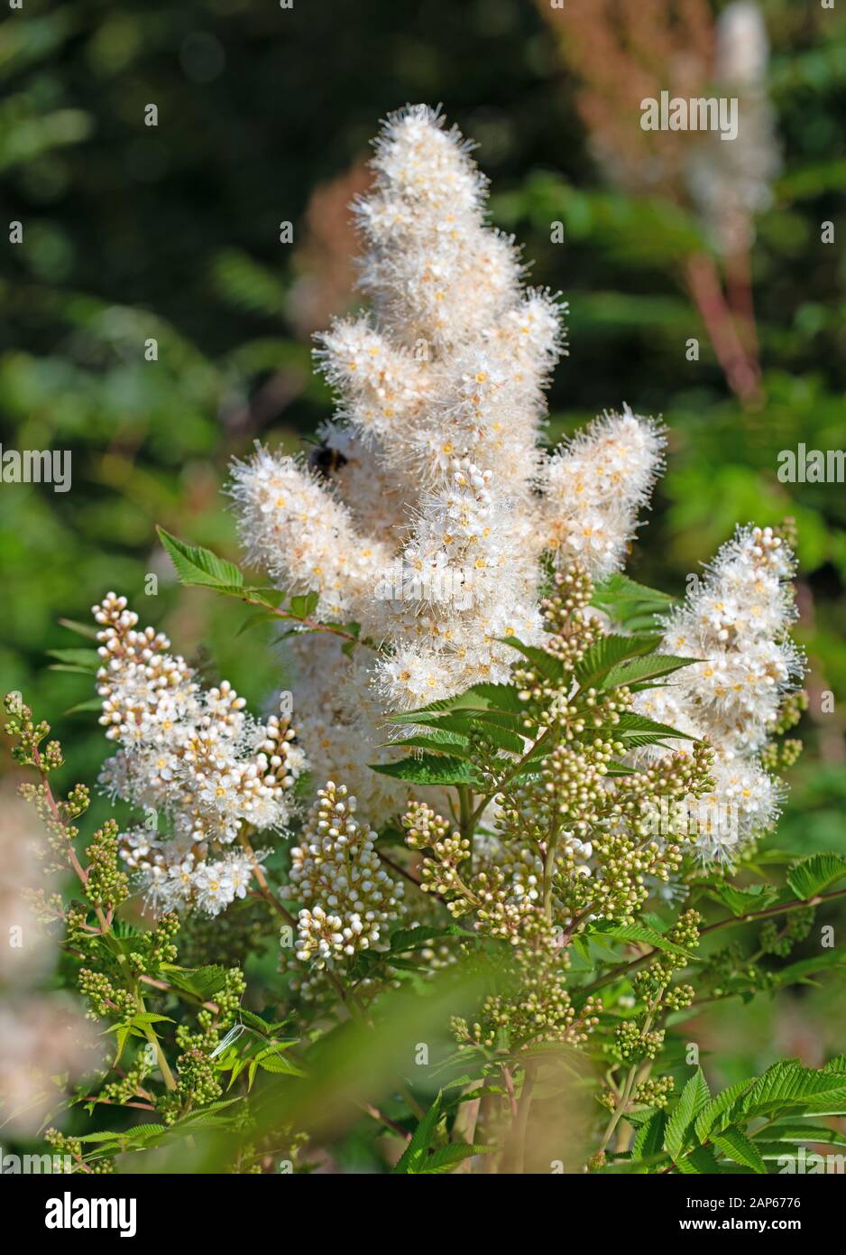 White flowering astilbe in summer Stock Photo