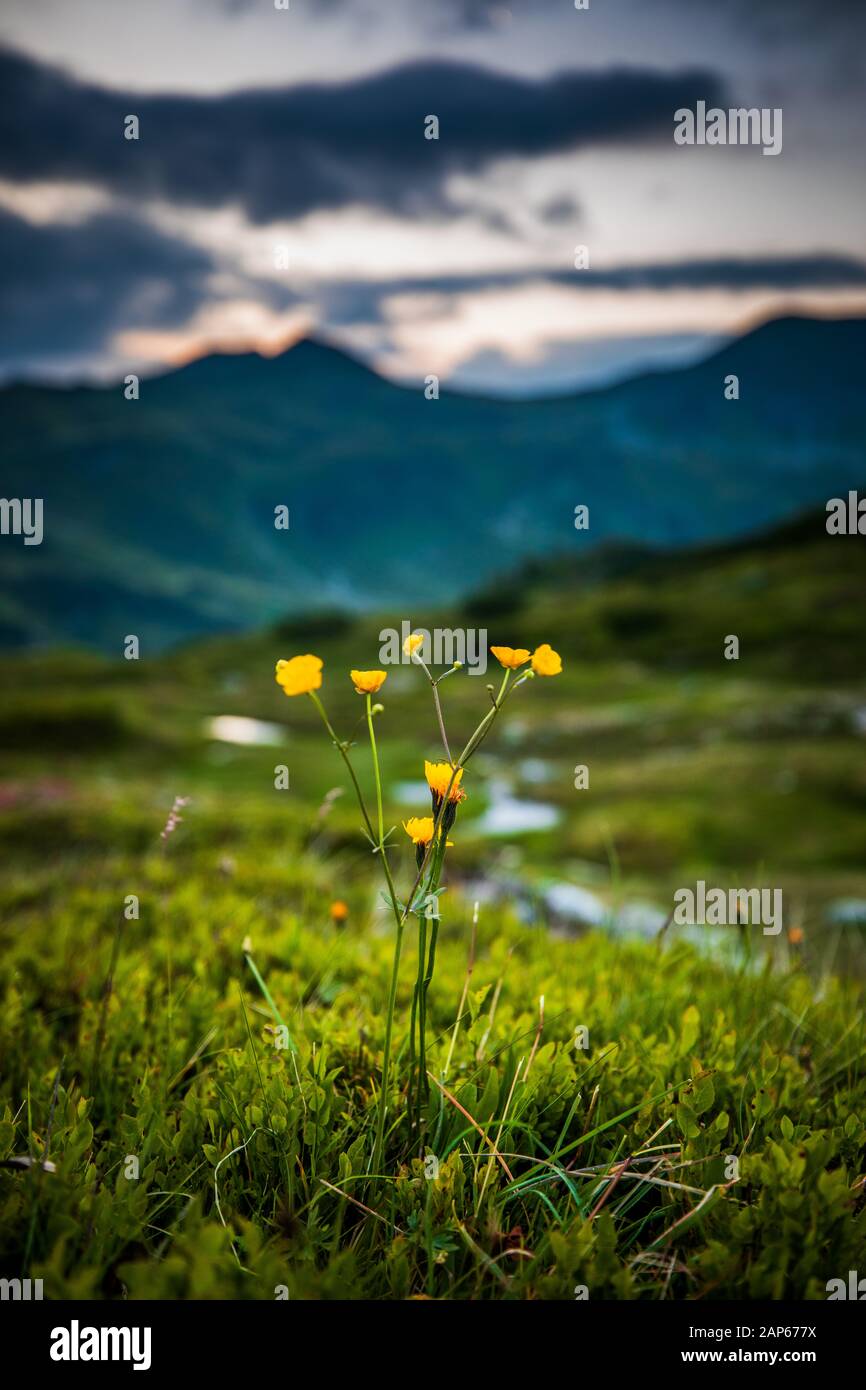 Focused Yellow Alpen Potentilla flowers with blurred hills behind, Obertauern, Austria Stock Photo