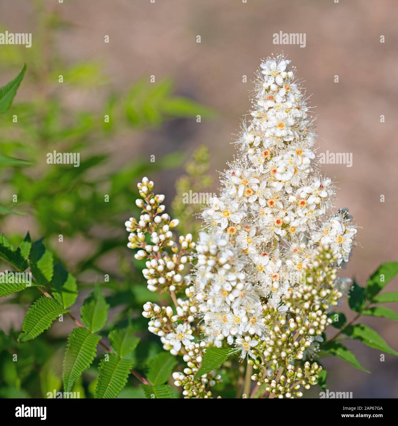 White flowering astilbe in summer Stock Photo