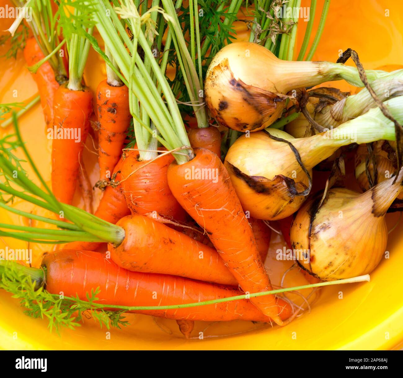Fresh harvested vegetables, onion and carrots. Summer organic vegetables. Stock Photo