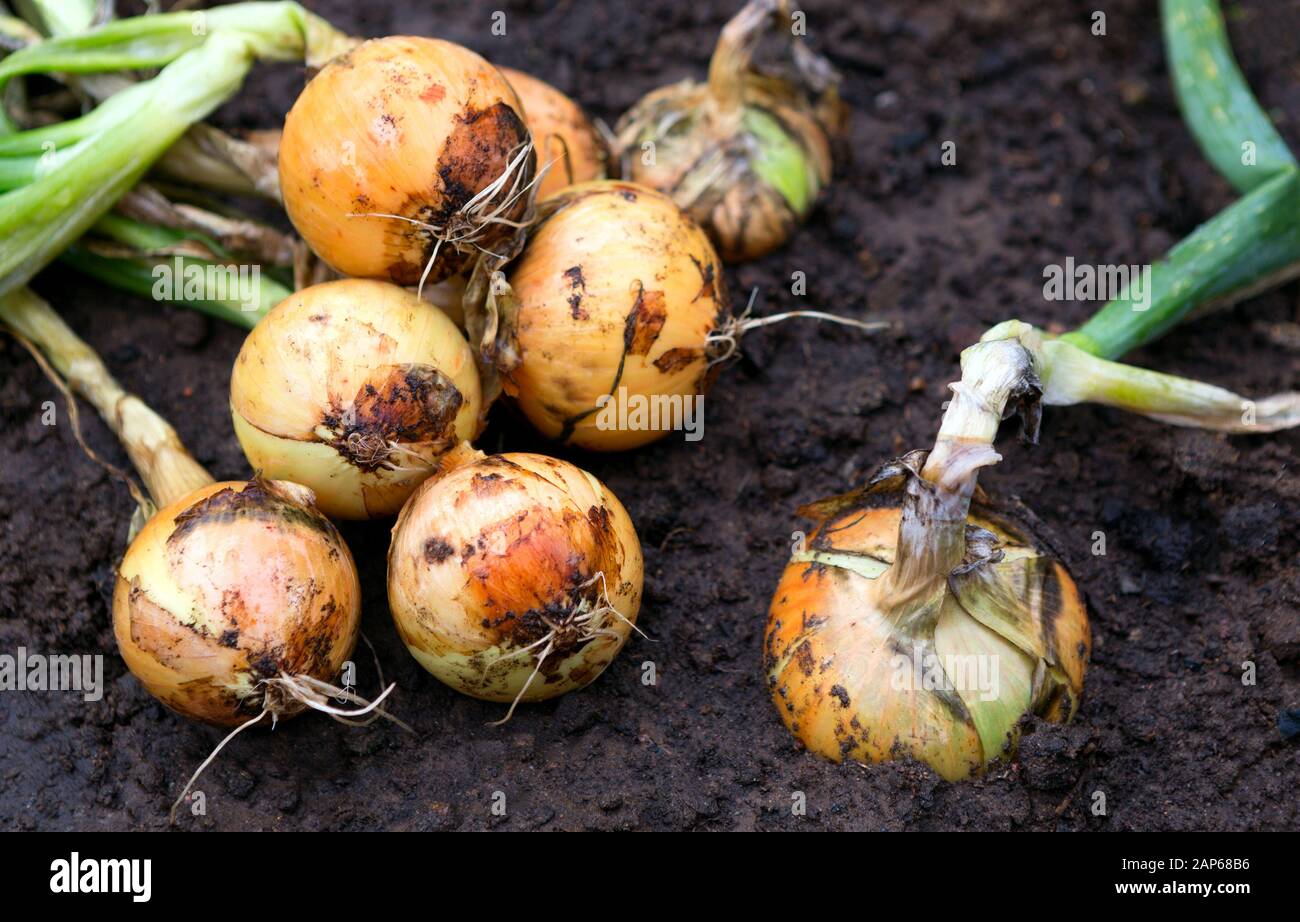 Crop of onions in field. Harvest of onion on the ground. Stock Photo