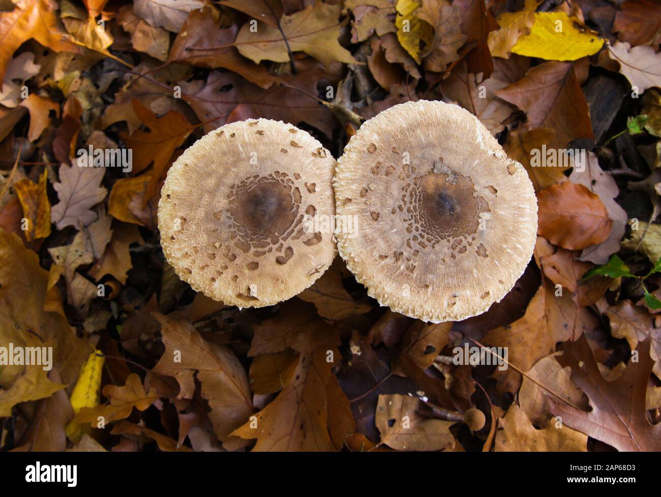 Top view close up on parasol mushroom (macrolepiota procera) with leaves foliage background - Germany Stock Photo