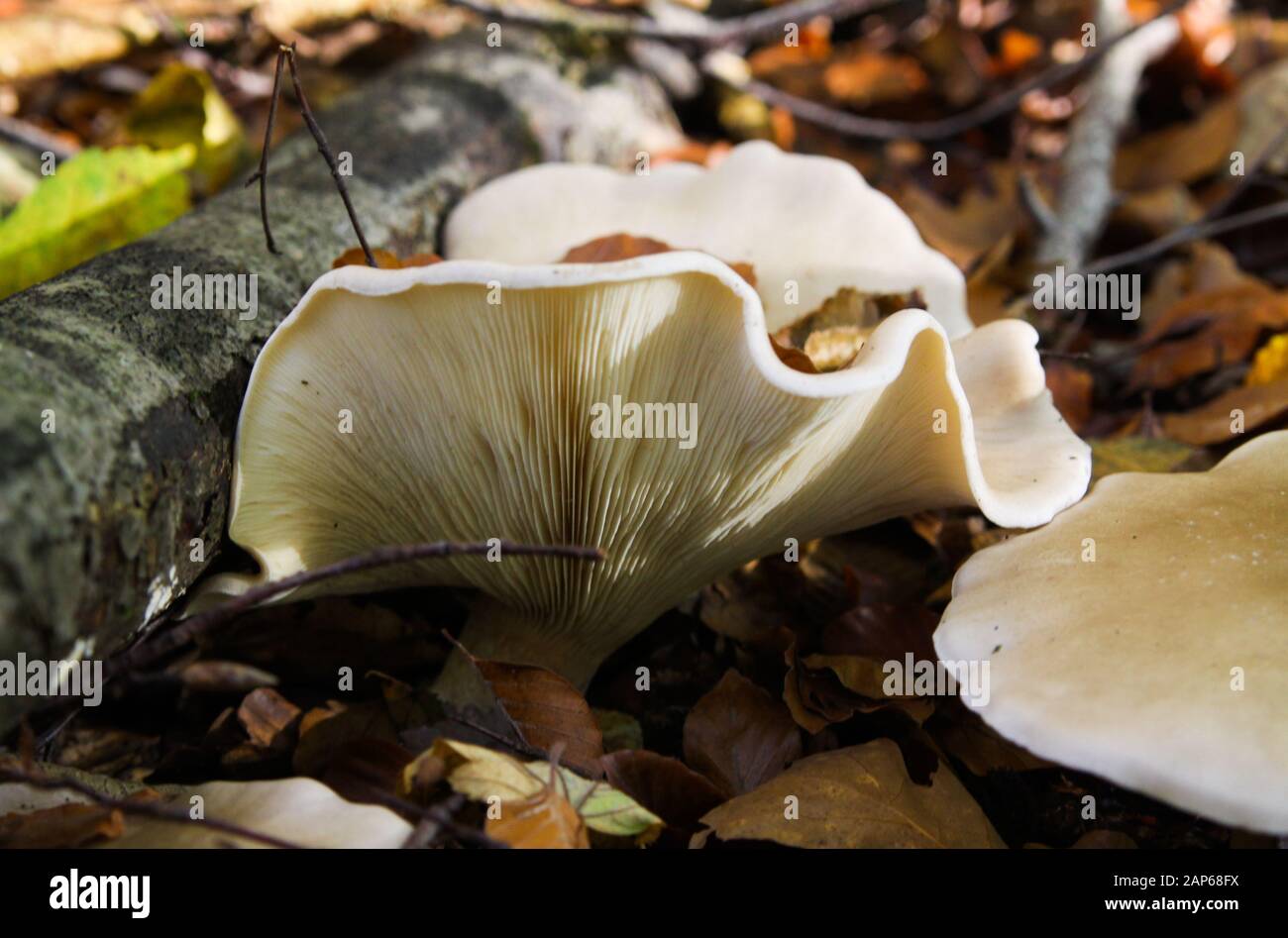 Close up of isolated shiny milkwhite brittlegill mushroom fungus