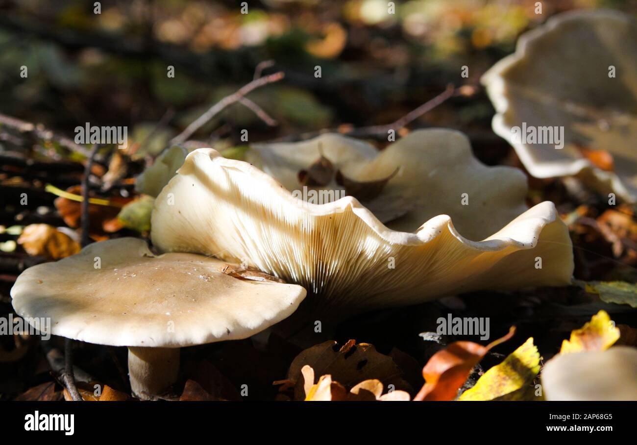 Close up of isolated shiny milk-white brittlegill mushroom fungus (russula delica) illuminated by natural autumn sun between leaves in underwood of fo Stock Photo