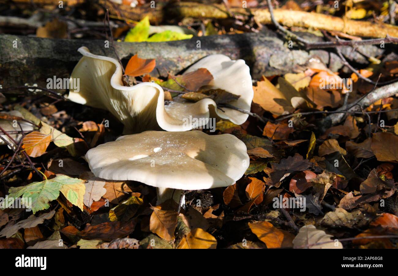 Close up of isolated shiny milk-white brittlegill mushroom fungus (russula delica) illuminated by natural autumn sun between leaves in underwood of fo Stock Photo