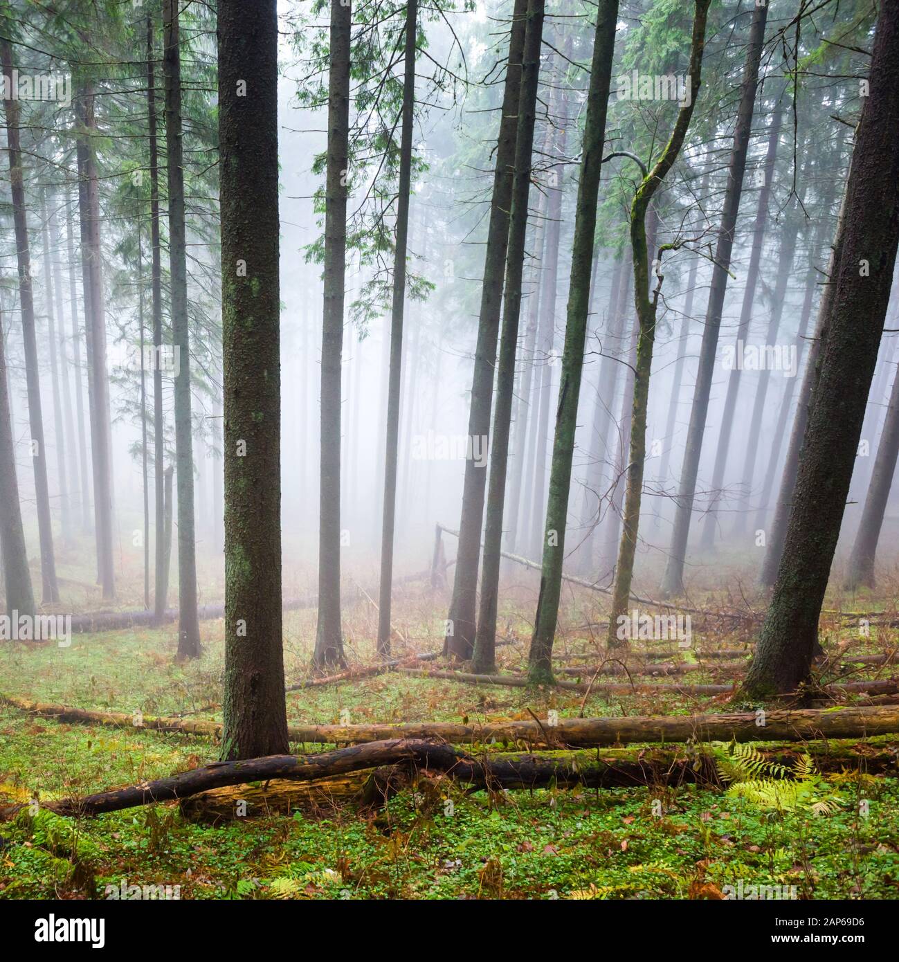 Mysterious fog in the green forest with pine trees Stock Photo - Alamy