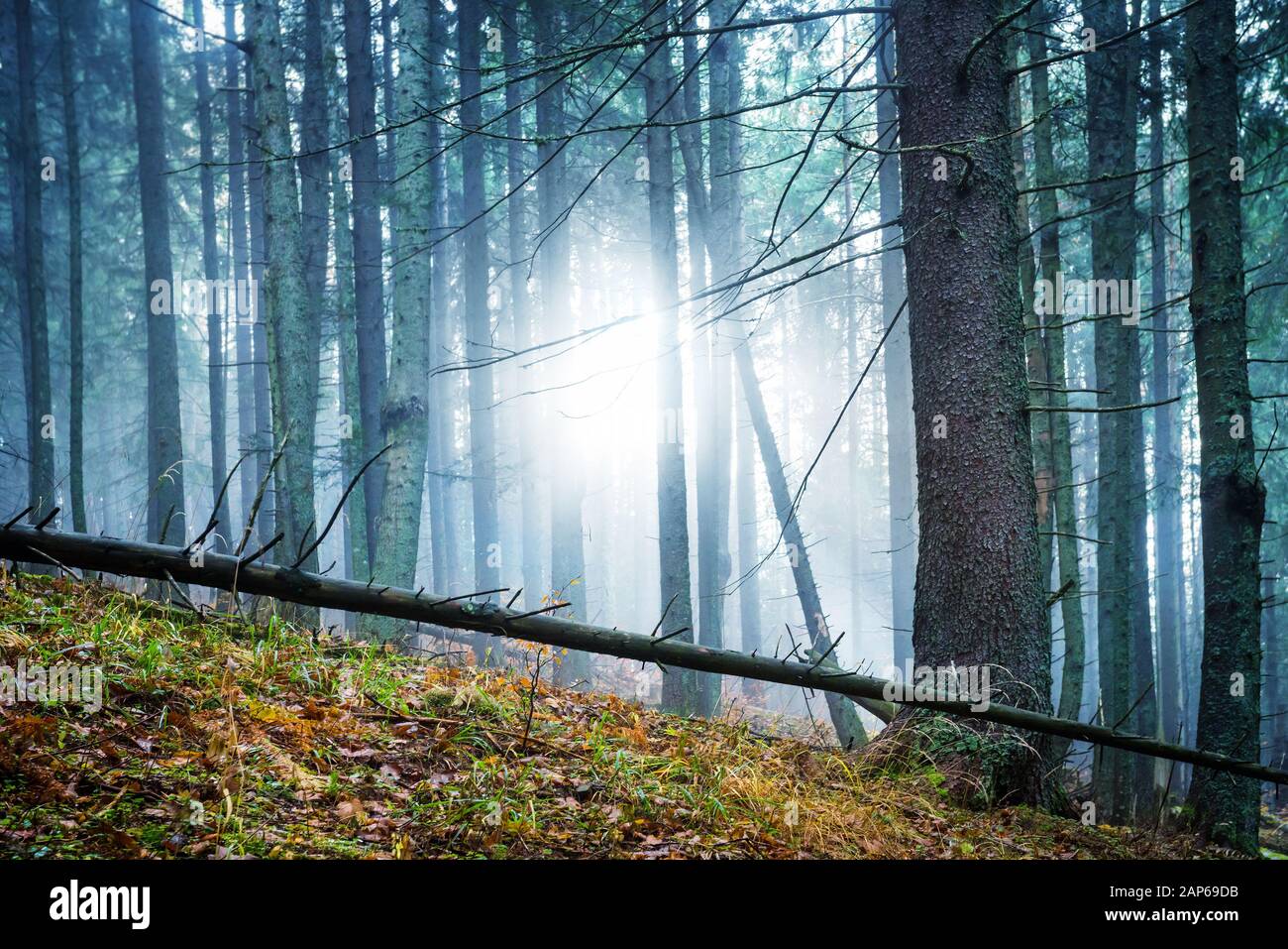 Mysterious fog in the green forest with pines. Sun shining through ...