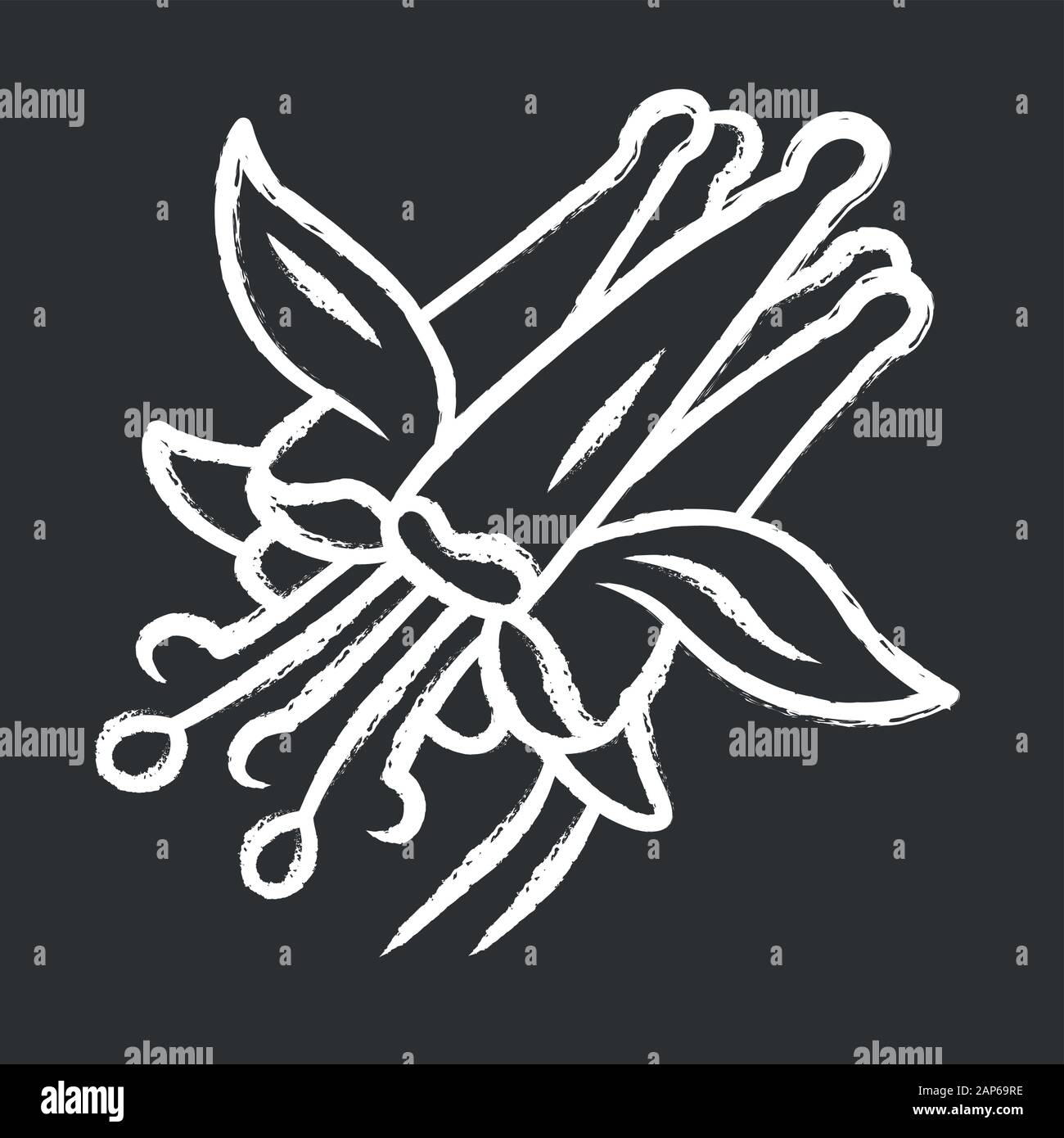Crimson columbine chalk icon. Aquilegia formosa. Blooming wildflower. Spring blossom. Red columbine.  Wild herbaceous plant. Isolated vector chalkboar Stock Vector