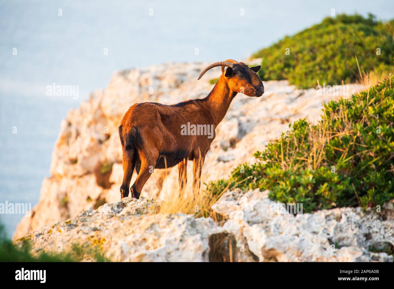Mountain goat on cliff near city of Portocolom, Mallorca Stock Photo