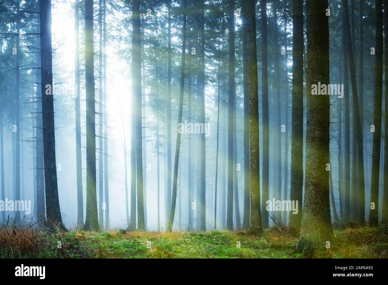 Sun shining through mysterious fog in the green forest with pine trees ...