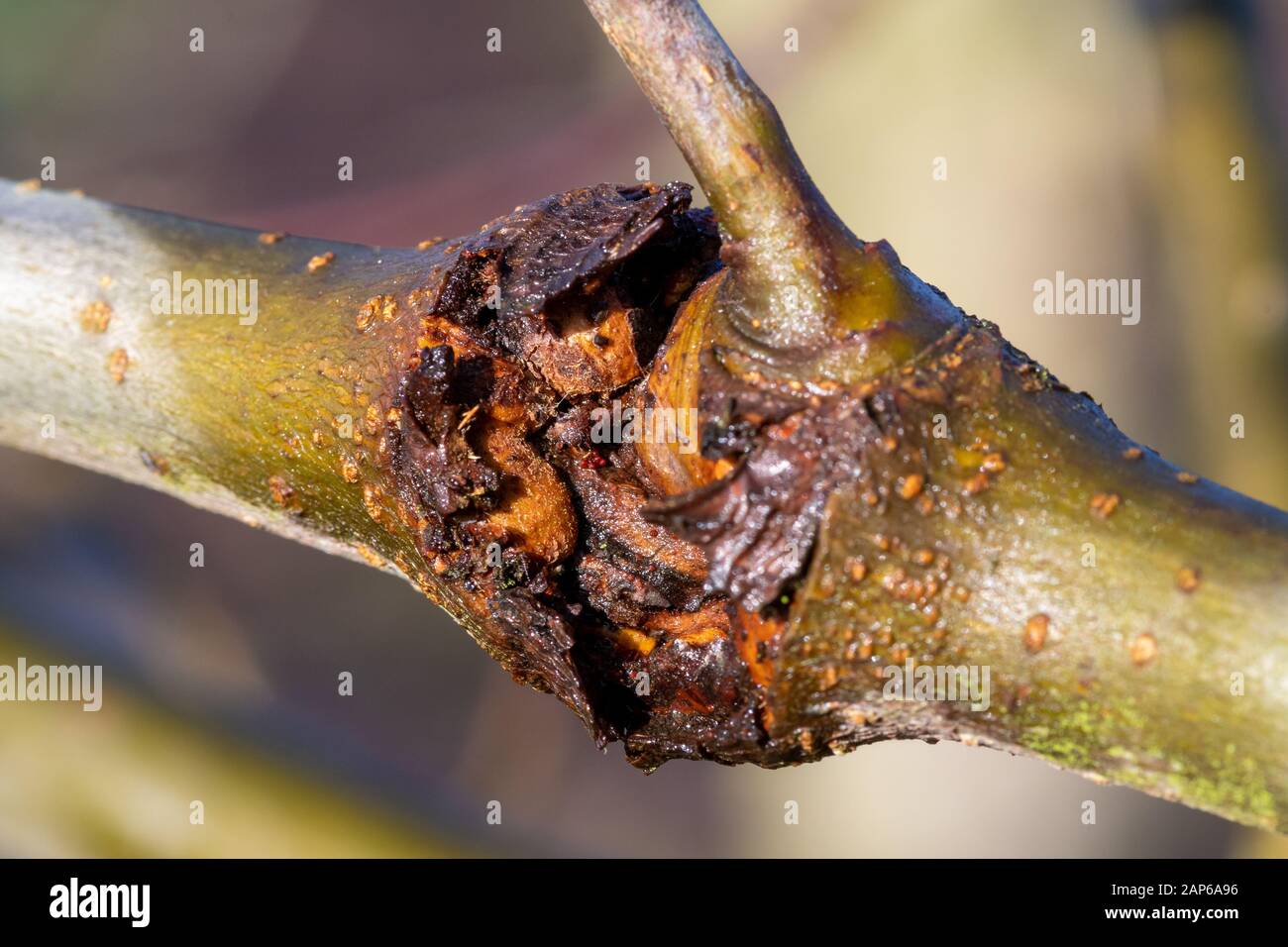 Close up of canker on an apple tree Stock Photo Alamy
