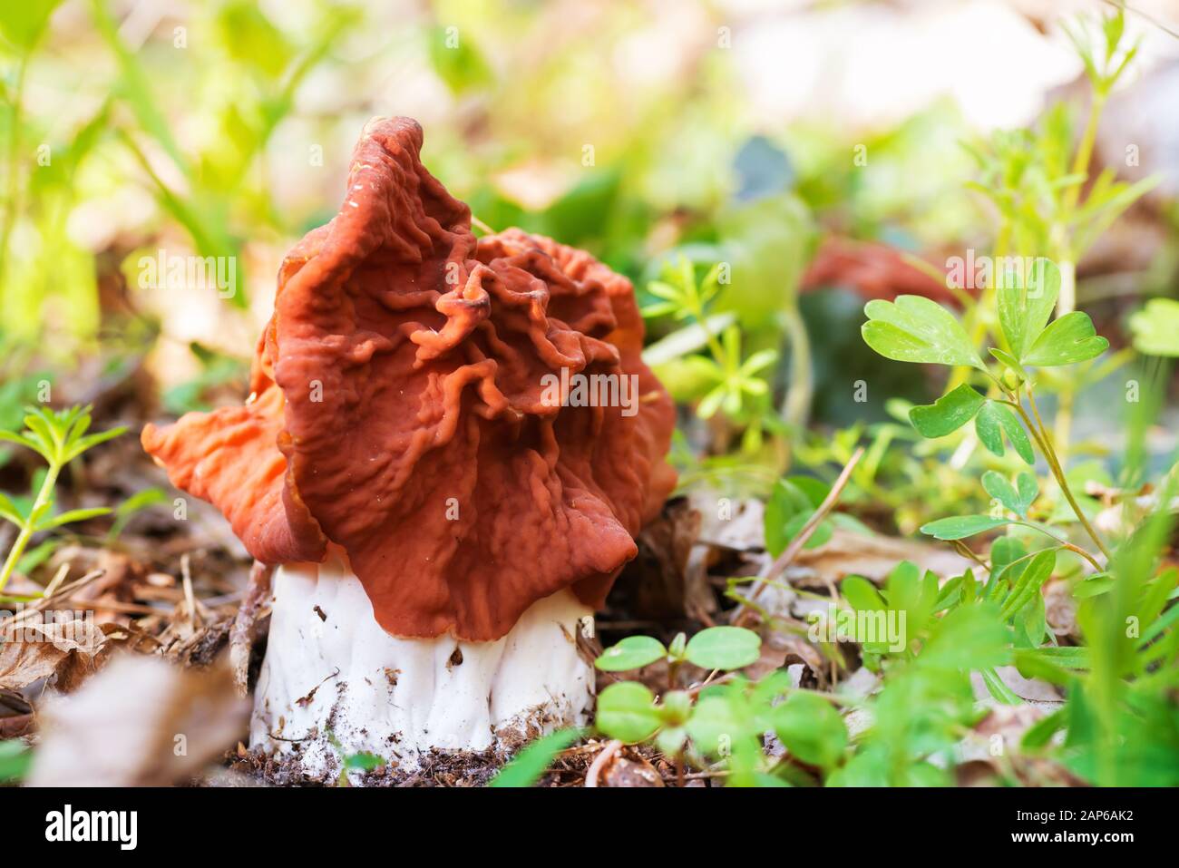 Mushroom (Gyromitra esculenta) in the forest. Macro shot Stock Photo