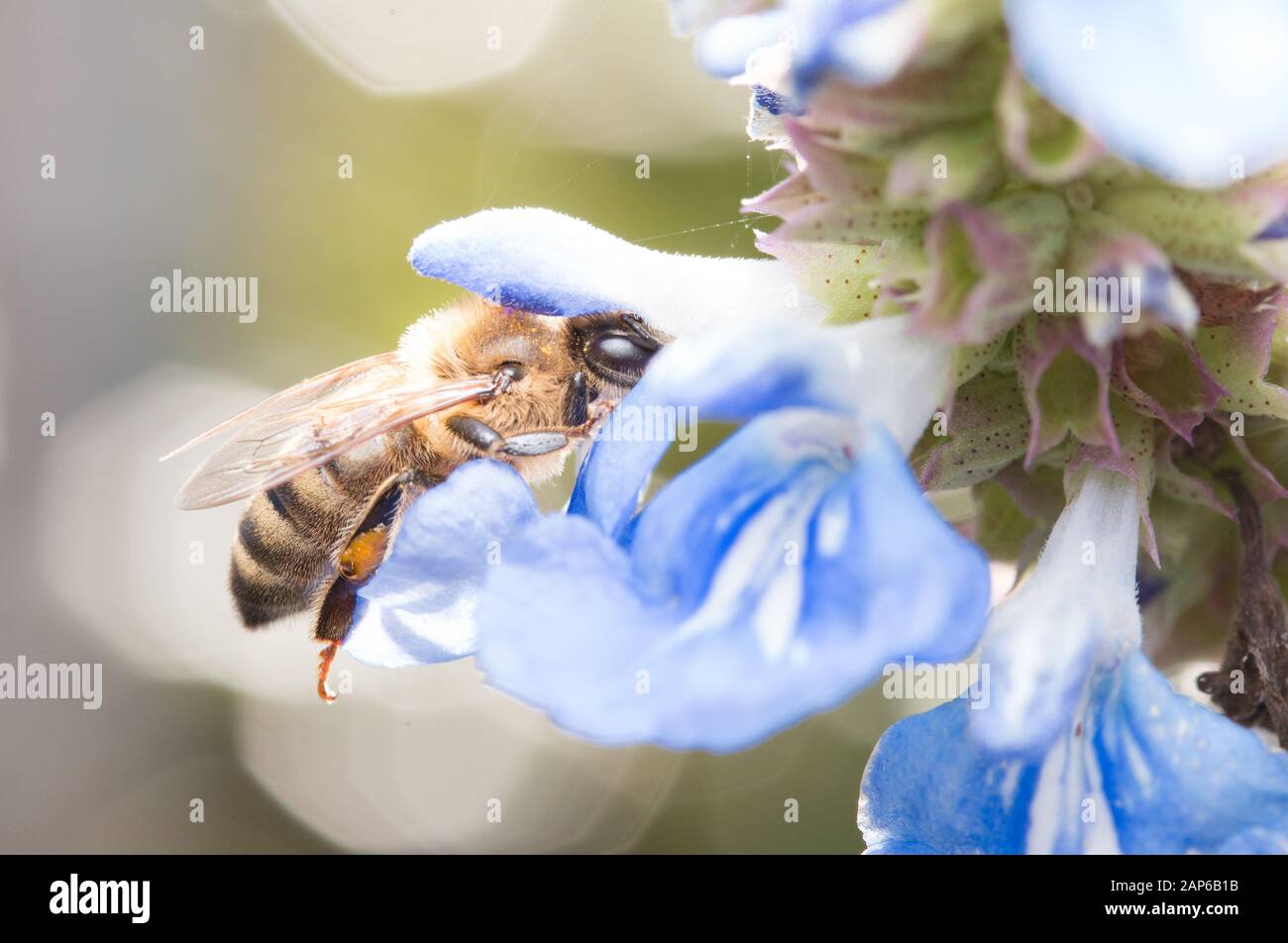 Honeybee on Bog Sage Stock Photo