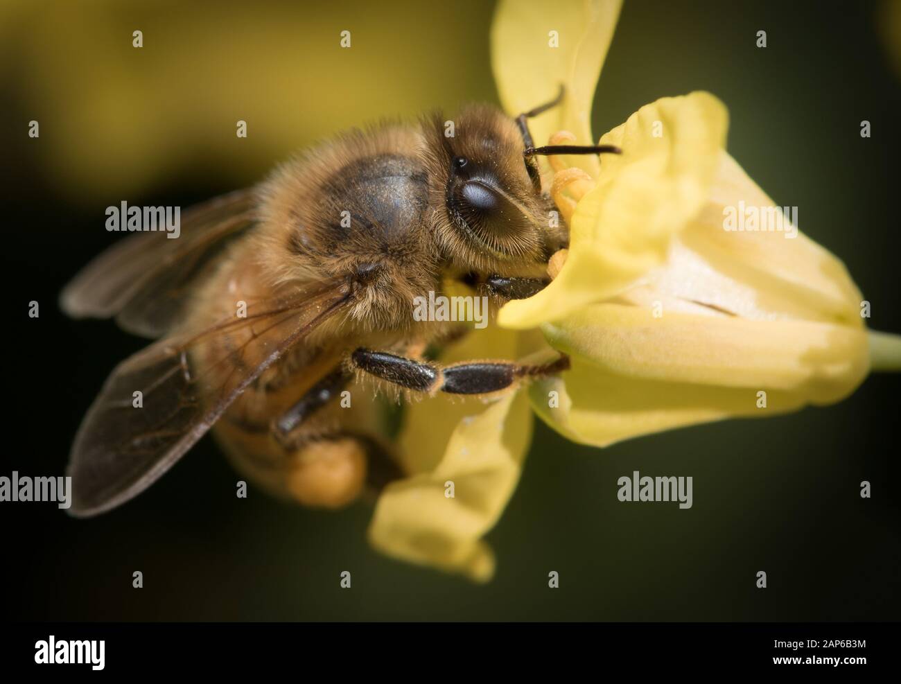 Honeybee on Broccoli Flower Stock Photo