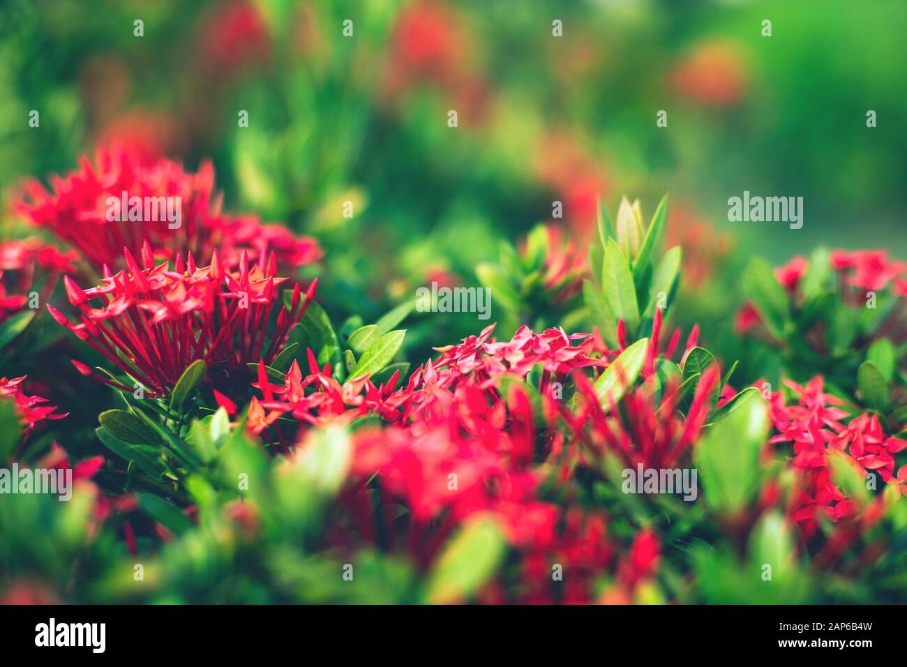 Fresh tropical green leaves and red flowers background. Natural lush ...