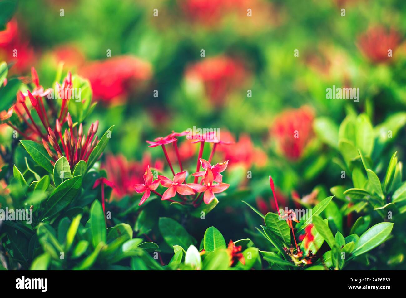 Fresh tropical green leaves and red flowers background. Natural lush ...