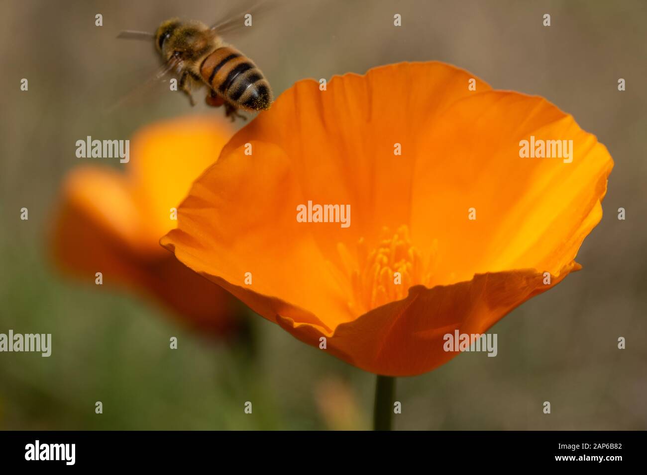 Honeybee and California Poppy Stock Photo