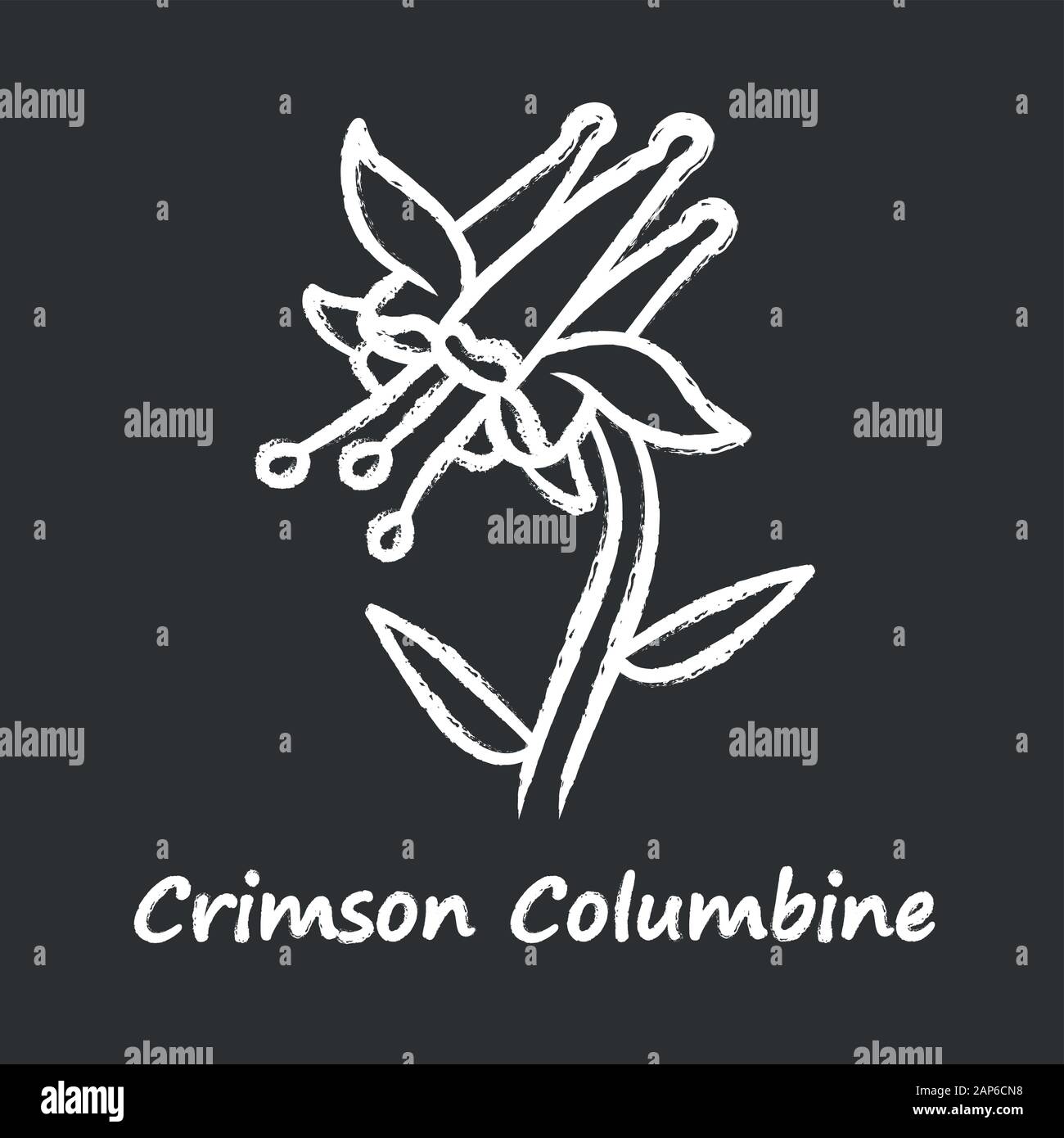 Crimson columbine chalk icon. Aquilegia formosa inflorescence. Blooming wildflower. Spring blossom. Red columbine.  Wild herbaceous plant with name in Stock Vector