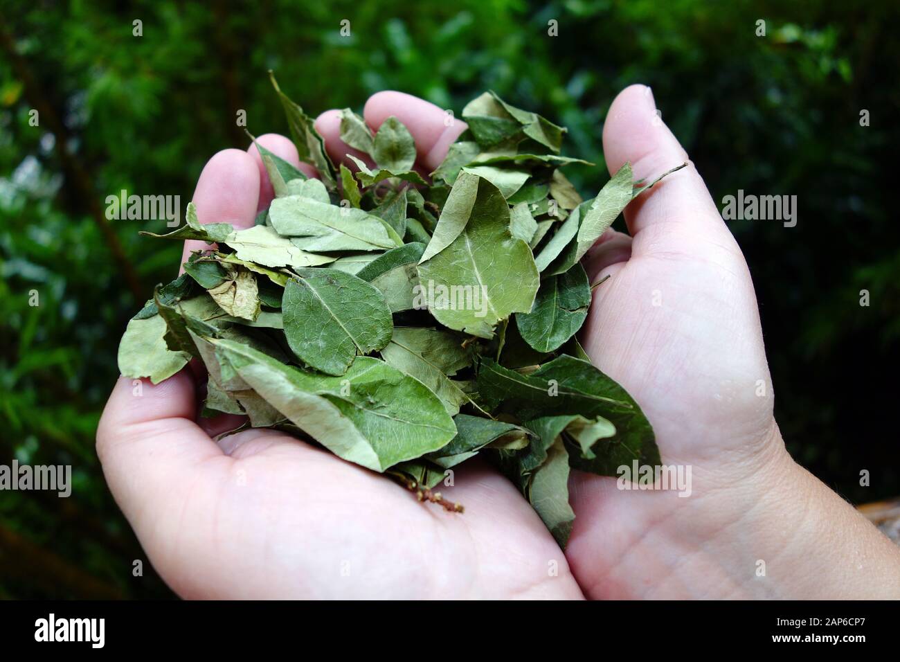 Dry coca leaves, Erythroxylum sp., Peru, South America Stock Photo Alamy
