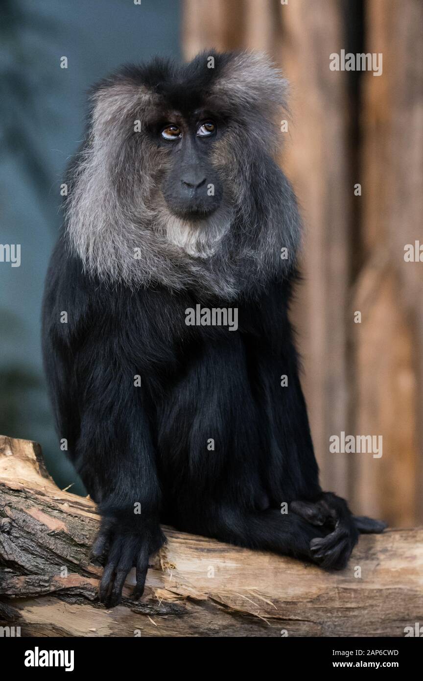 Lion-tailed macaque - Macaca silenus - rolling his eyes Stock Photo