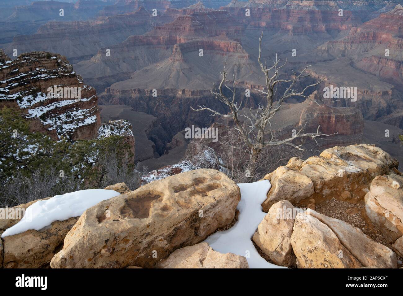 Powell Point, Grand Canyon National Park, Arizona, USA Stock Photo Alamy