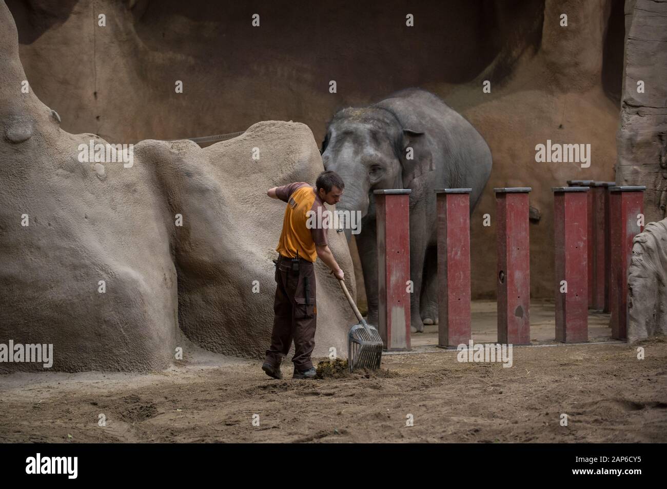 Zookeeper shovelling elephant poop Stock Photo Alamy