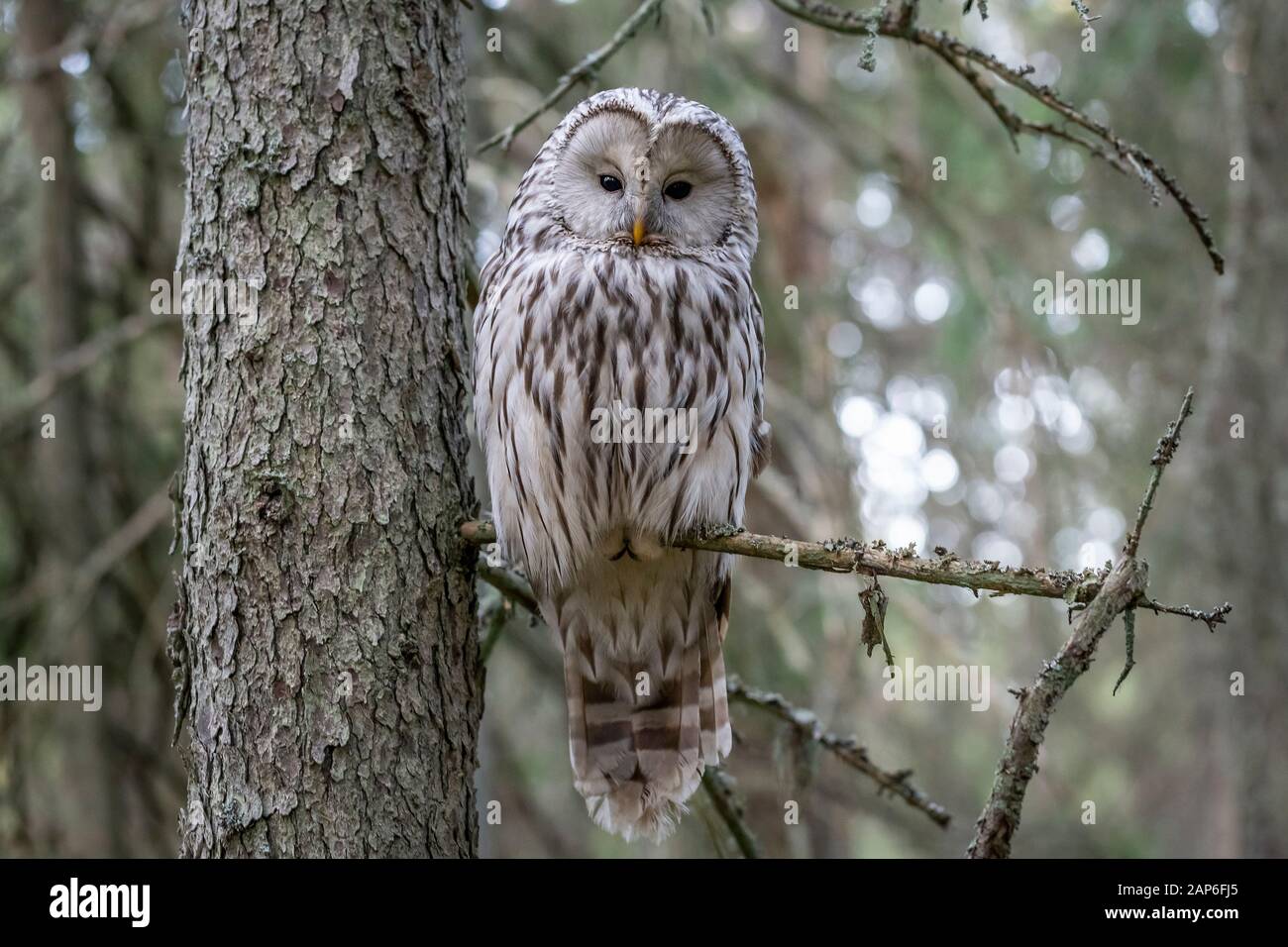 Ural owl (Strix uralensis) Stock Photo