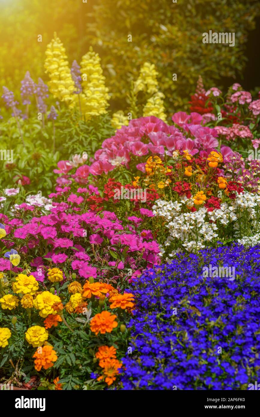 Flowerbeds Blue & Yellow Flowerbeds Blue & Yellow