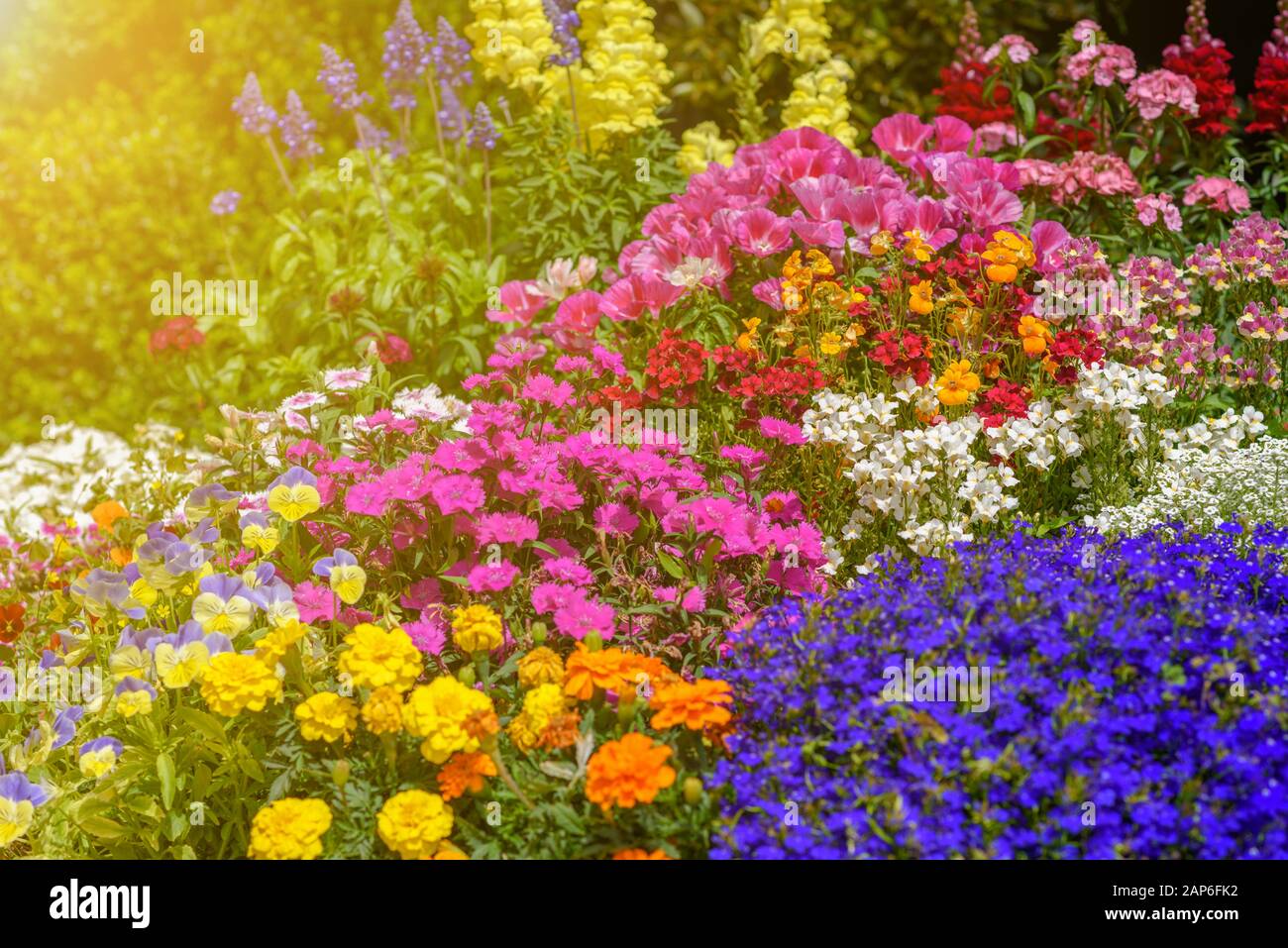 Flowerbeds Blue & Yellow Flowerbeds Blue & Yellow