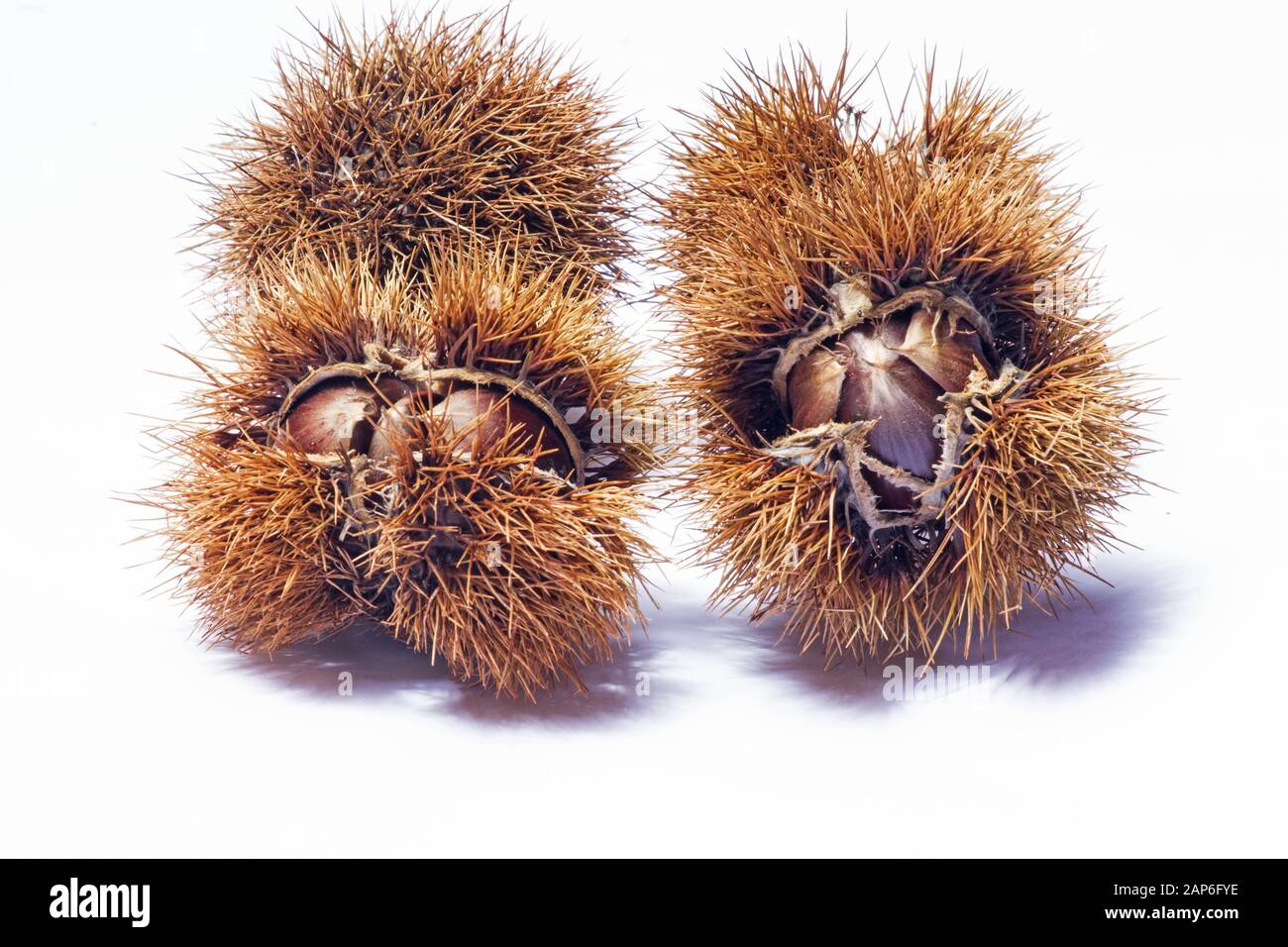 Chestnut burr isolated on white background Stock Photo