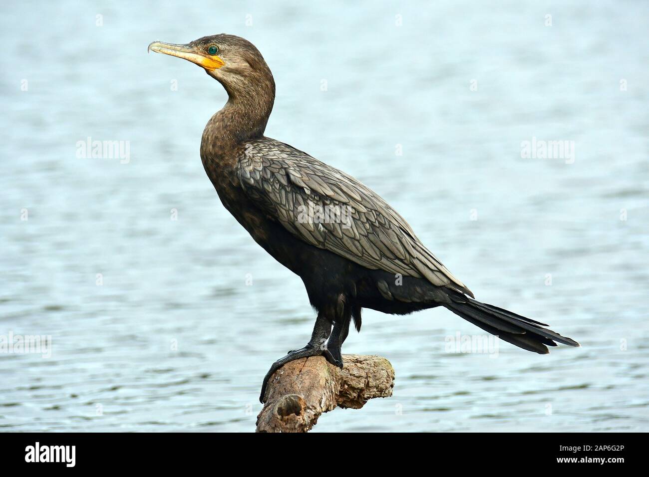 Animal nacional del peru hires stock photography and images Alamy