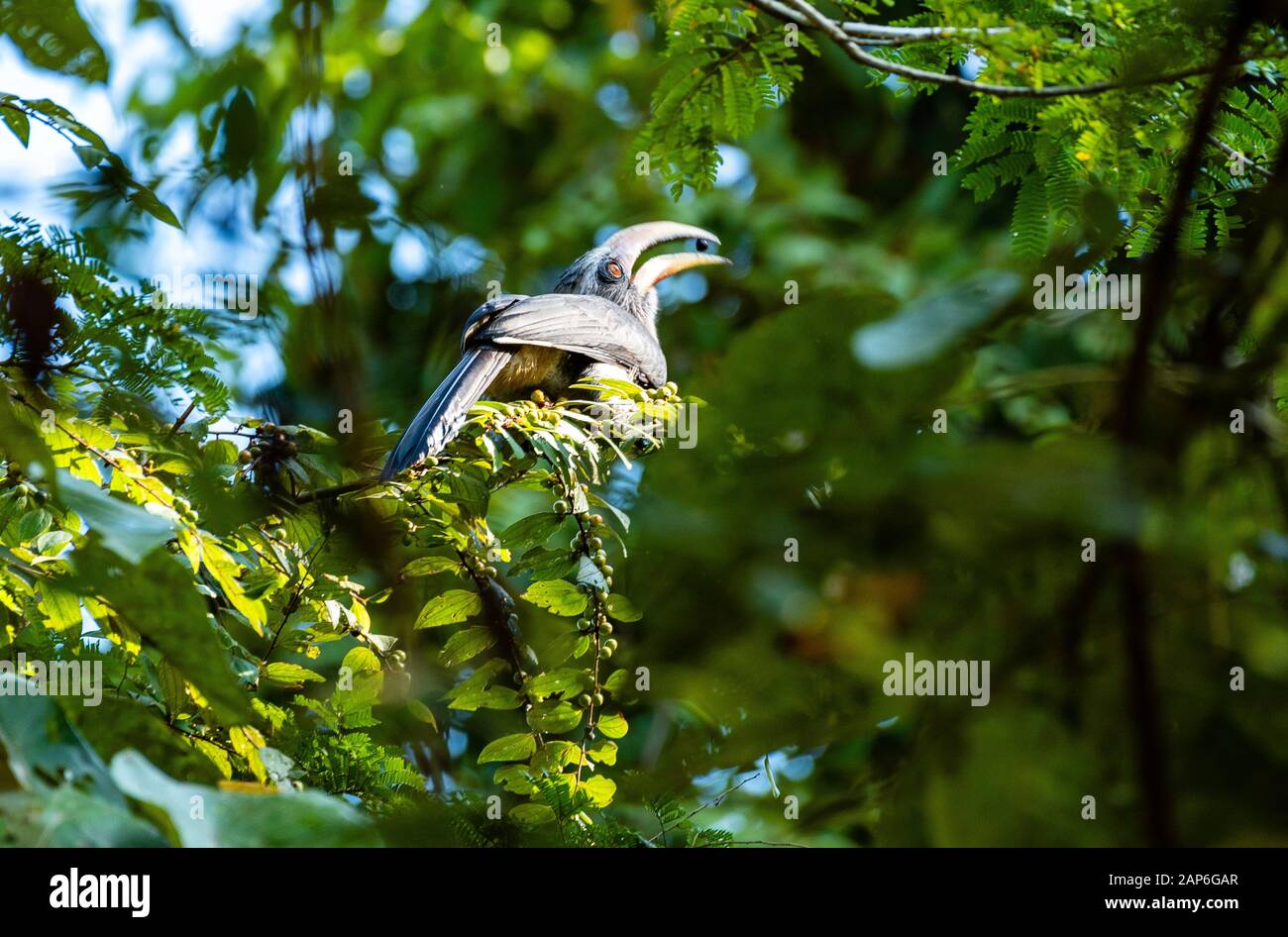 A Malabar Grey Hornbill at Arippa Forest Range Stock Photo