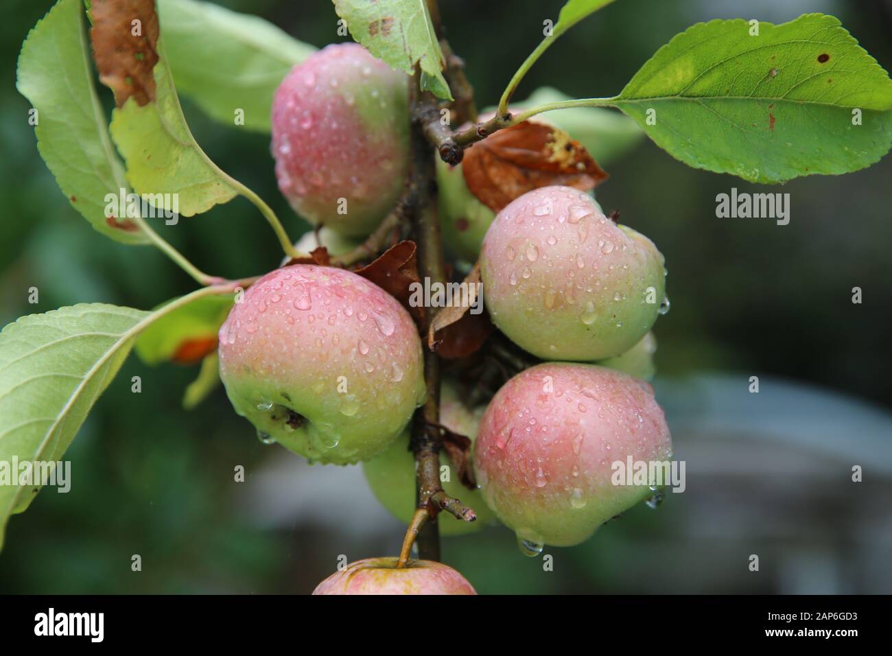 Shiny delicious apples hanging from a tree branch in an apple orchard ...
