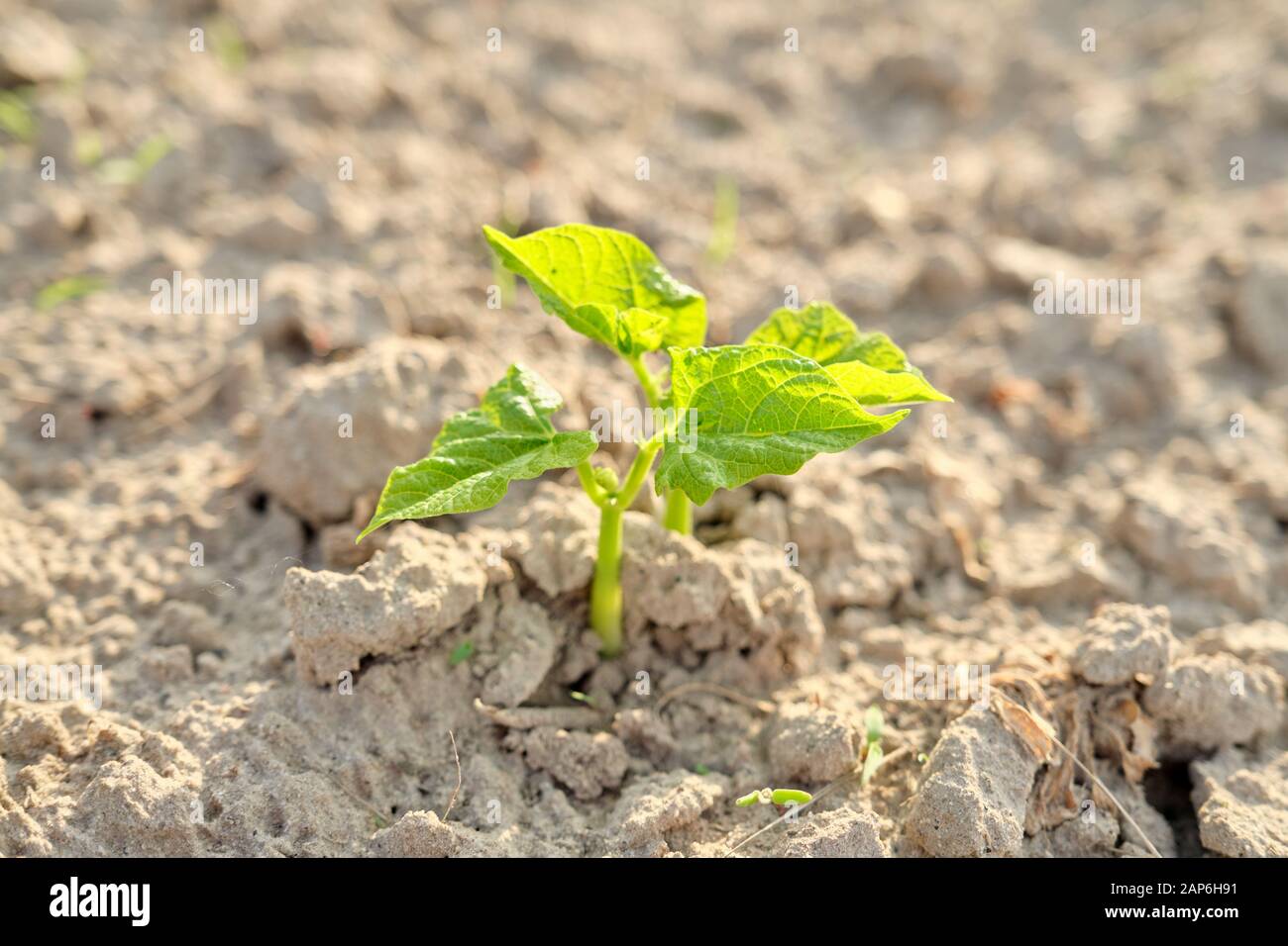 Green bean young plant in spring on the soil Stock Photo - Alamy