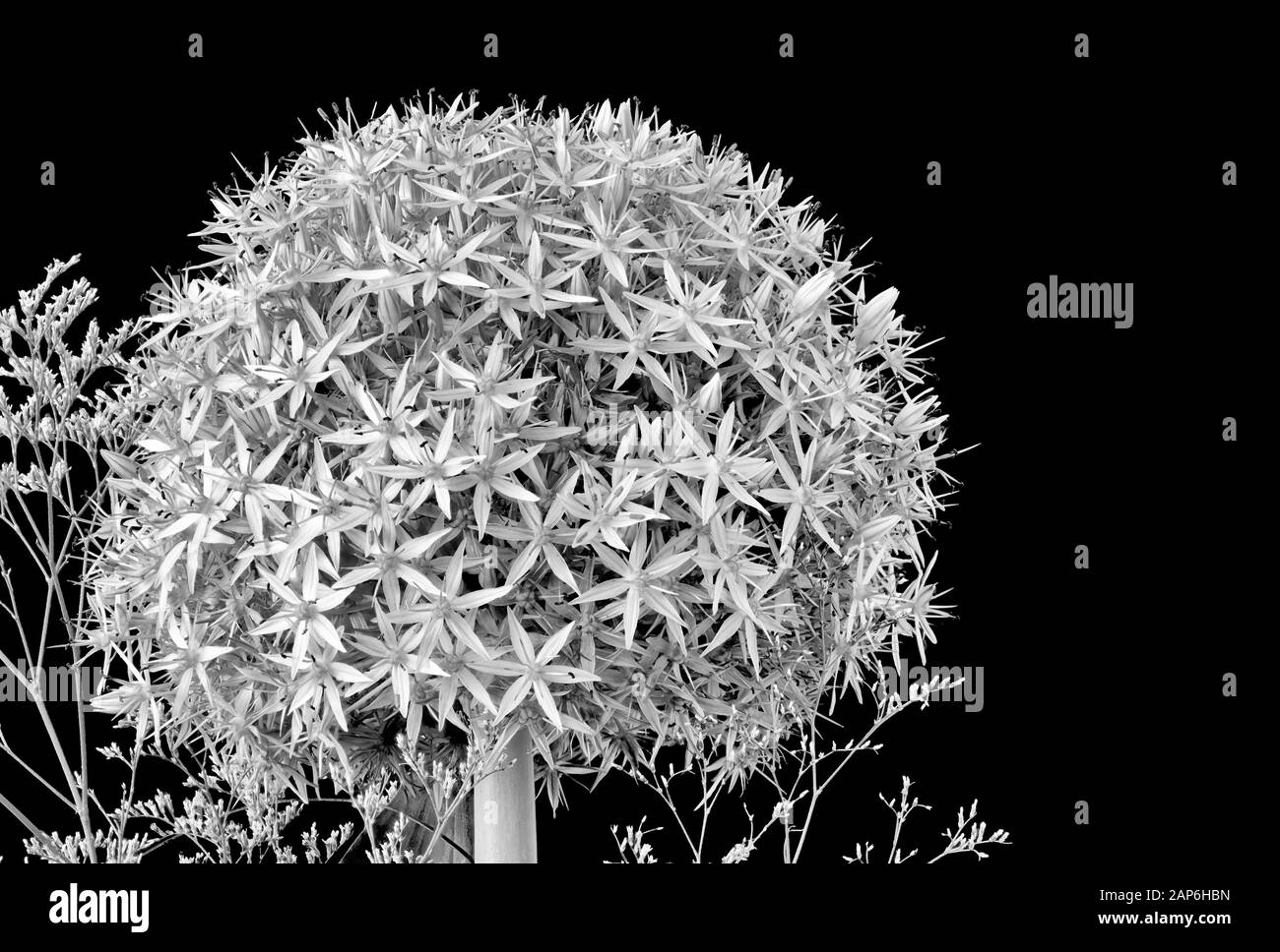 Monochrome bouquet of giant onion blossom with sea-lavender on black background, fine art still life image of an isolated bloom decorated with limoniu Stock Photo