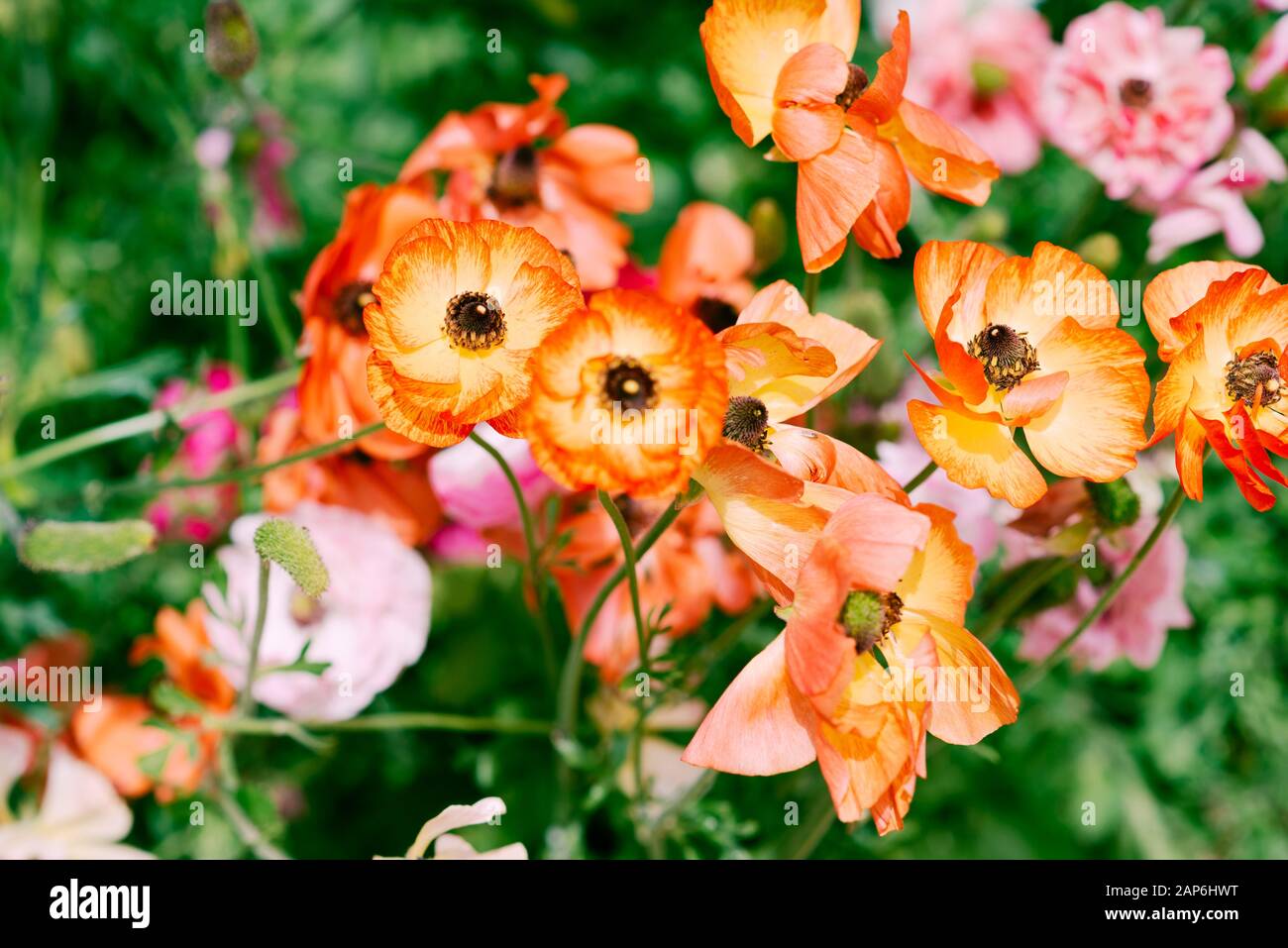 Beautiful garden flowers at sunny day. Group of amazing orange color flowers in a garden. Stock Photo