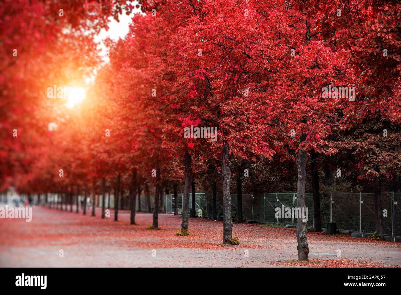 Autumn trees in the park Stock Photo - Alamy