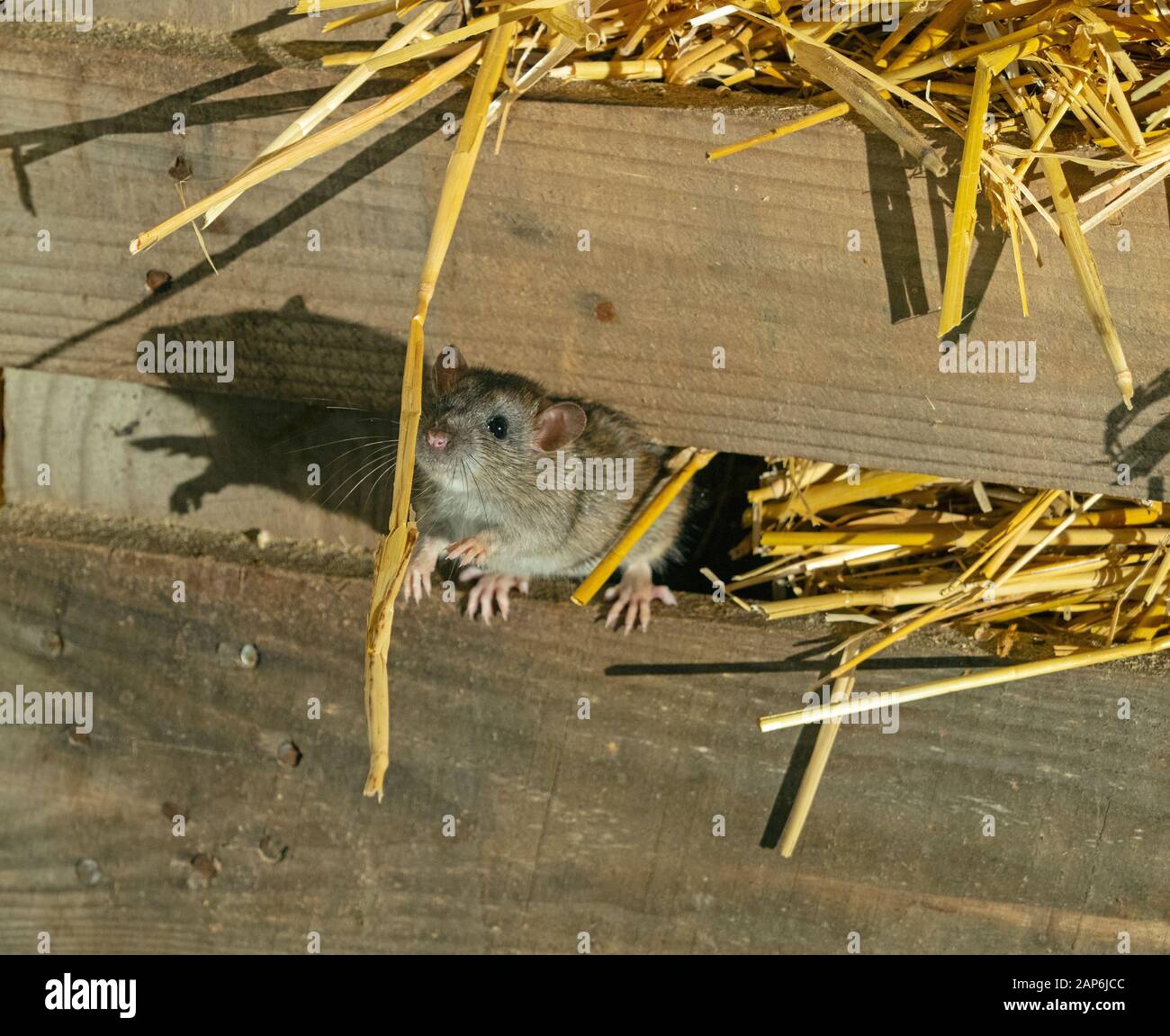 Brown Rats Rattus norvegicus in farm barn Stock Photo Alamy
