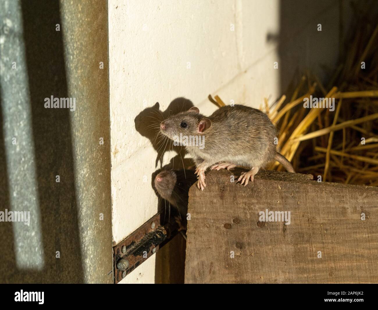 Brown Rats Rattus norvegicus in farm barn Stock Photo Alamy