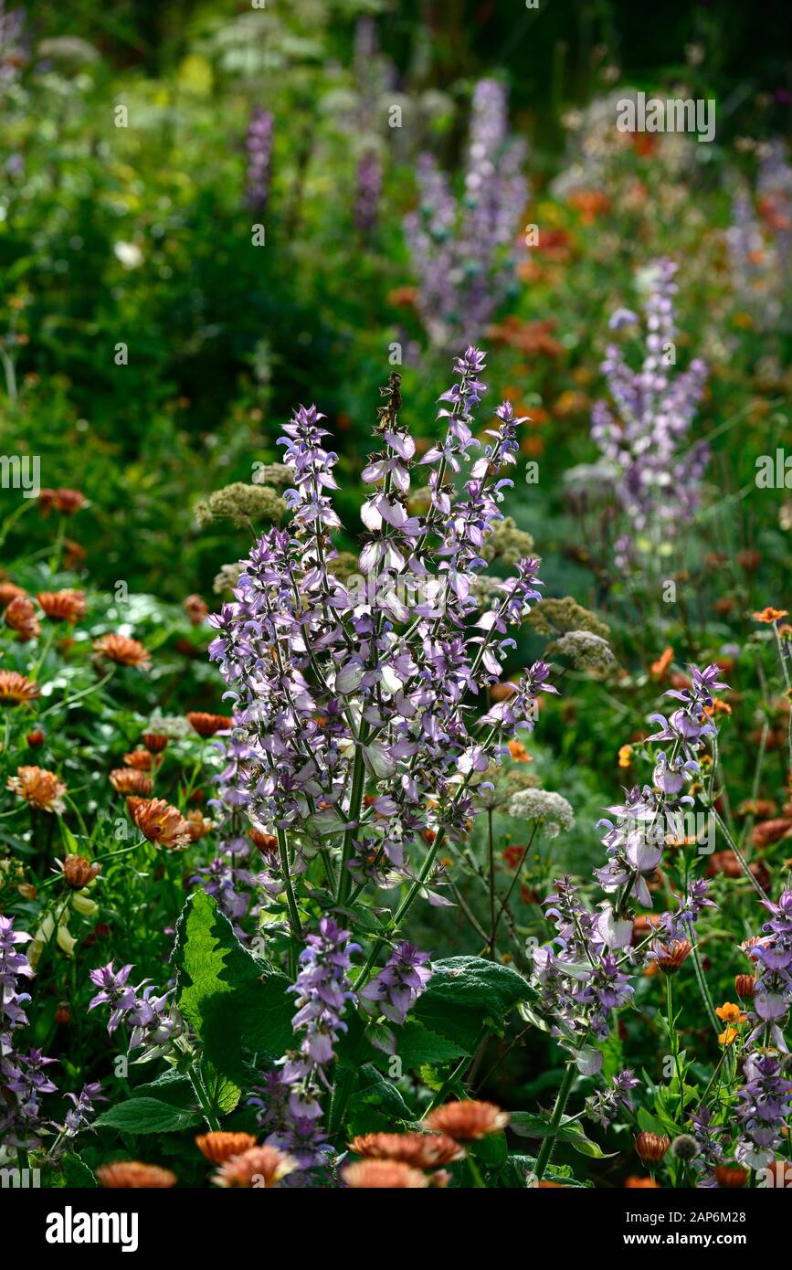 Salvia Sclarea,clary,clary Sage, Biennial,short-lived Herbaceous ...