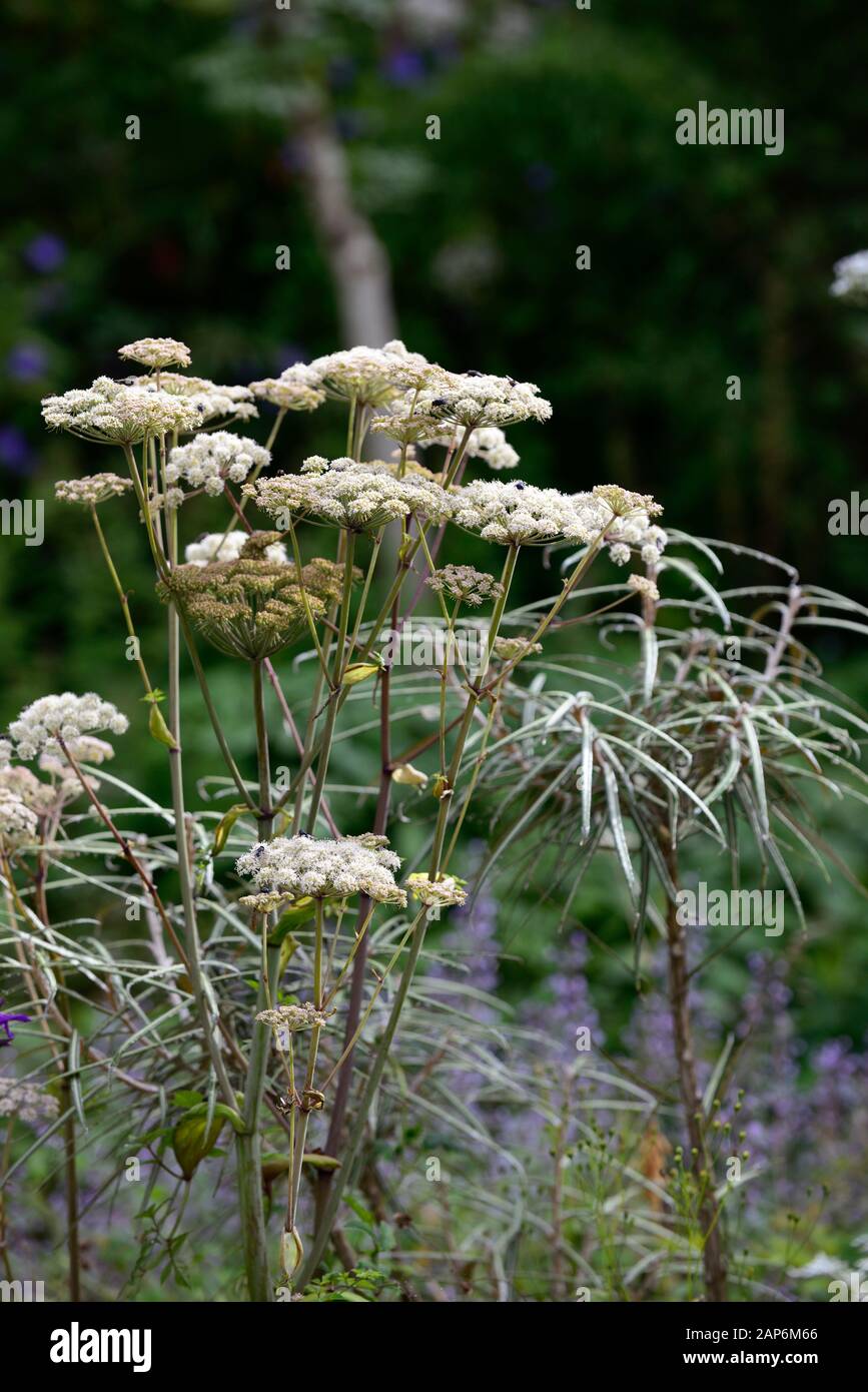 Selinum wallichianum,Pseudopanax linearifolius,umbellifer,mixed planting combination,ecletic mix,garden,gardens,RM Floral Stock Photo