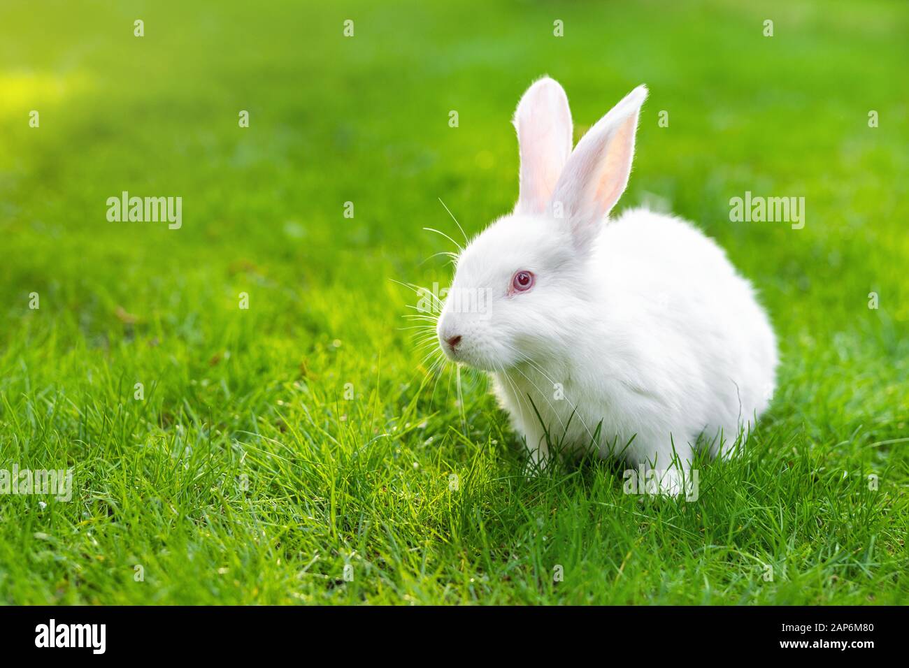 https www alamy com cute adorable white fluffy rabbit sitting on green grass lawn at backyard small sweet bunny walking by meadow in green garden on bright sunny day image340667040 html
