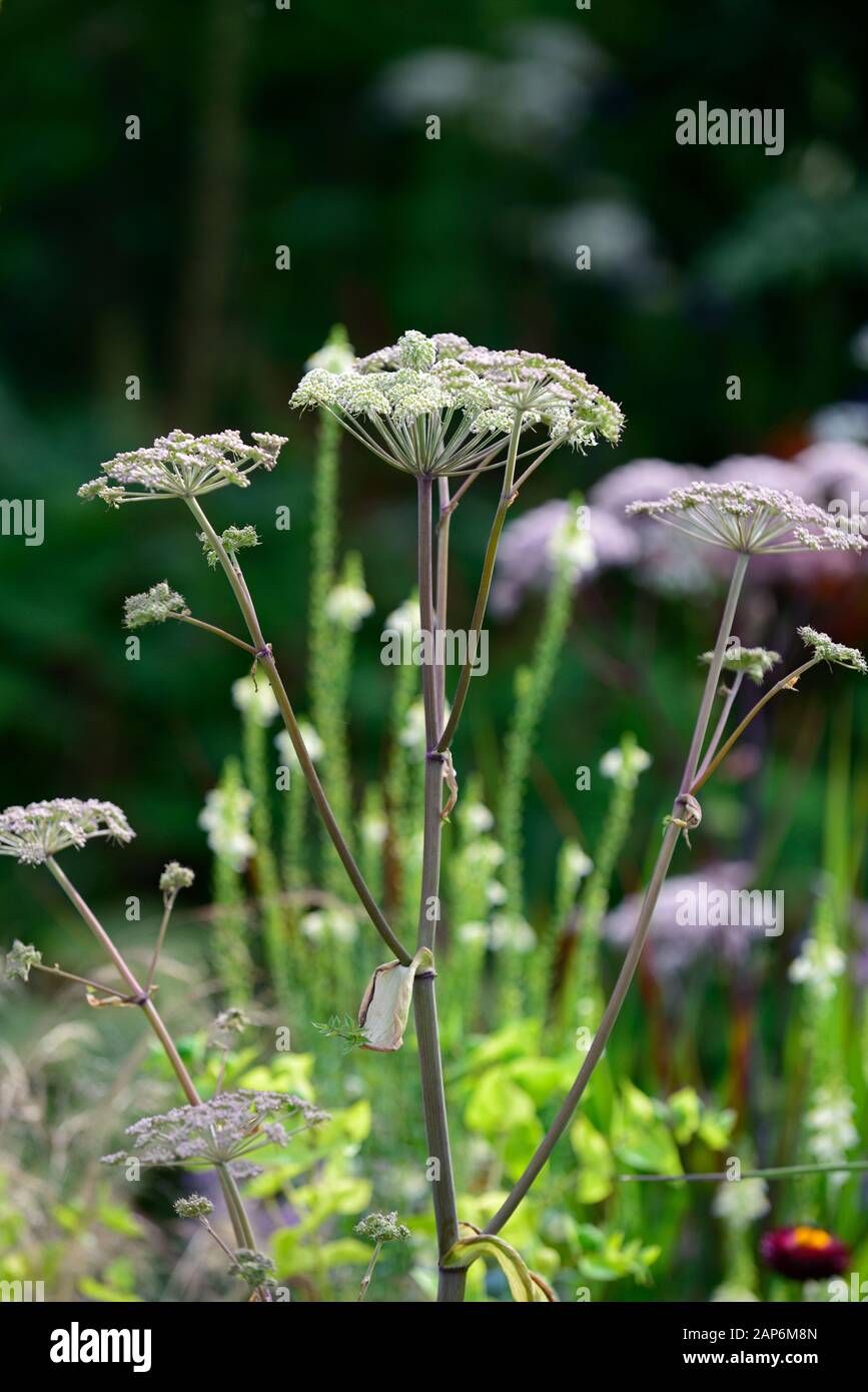 Selinum wallichianum,,umbellifer,mixed planting combination,ecletic mix,garden,gardens,RM Floral Stock Photo
