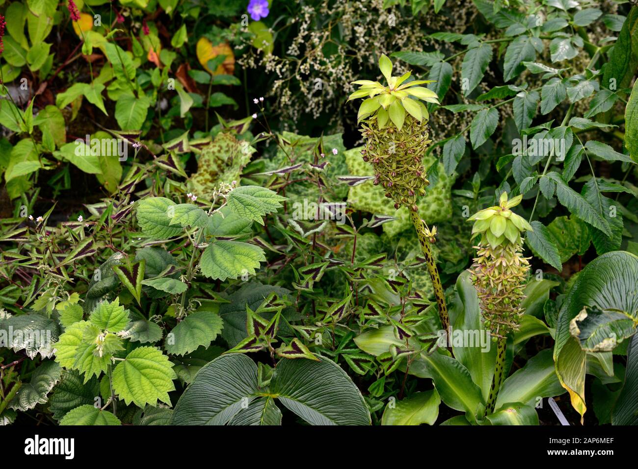 Eucomis bicolor,two-coloured pineapple lily,Persicaria runcinata Purple Fantasy,podophyllum spotty dotty,leaves,foliage,mix,mixed planting combination Stock Photo