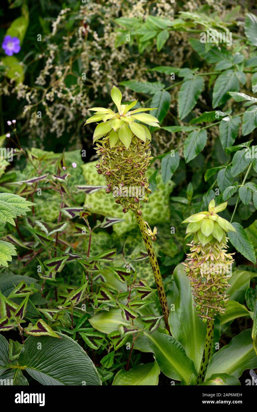 Eucomis bicolor,two-coloured pineapple lily,Persicaria runcinata Purple Fantasy,podophyllum spotty dotty,leaves,foliage,mix,mixed planting combination Stock Photo